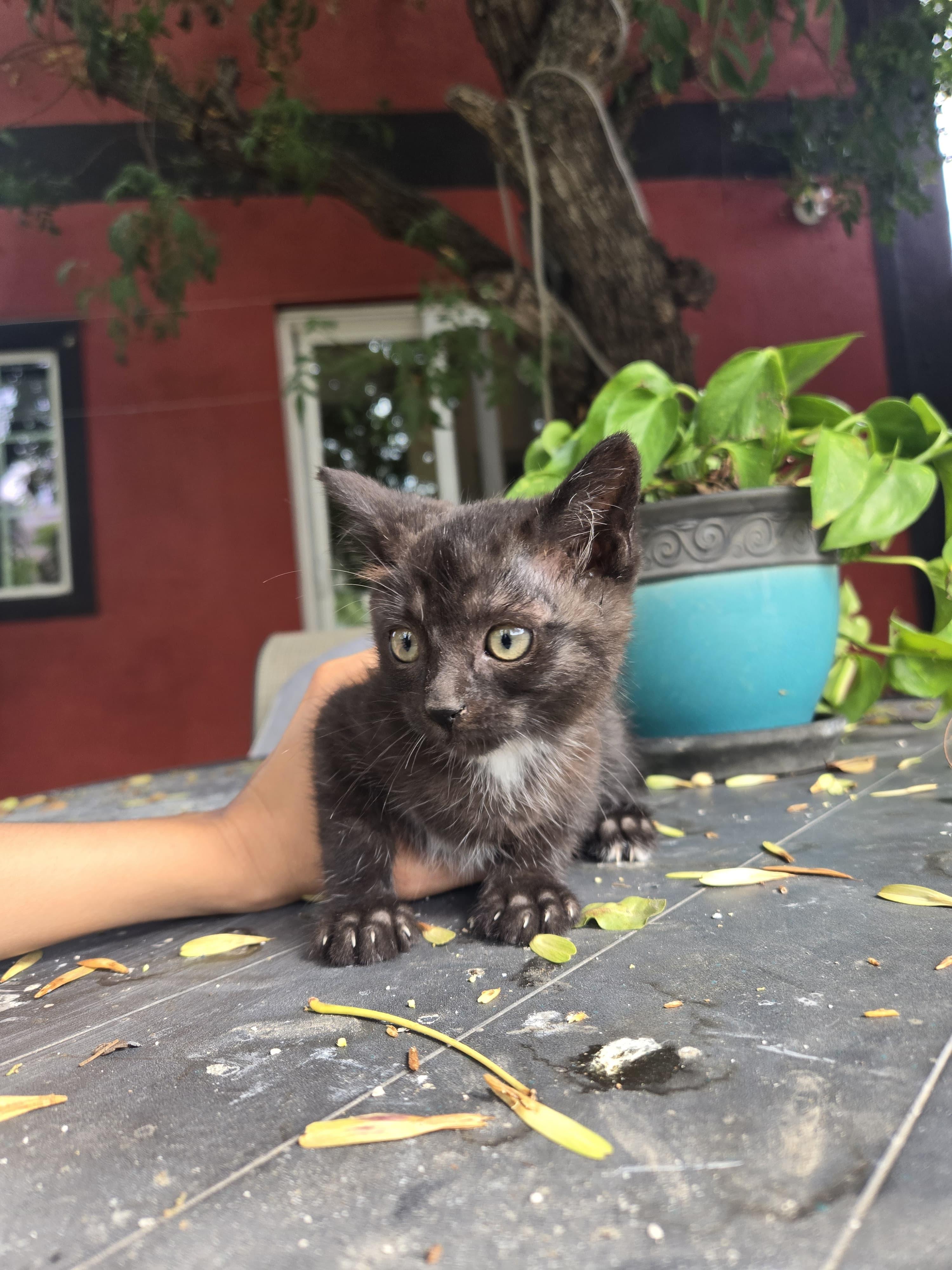 leon, a Adoptable mixed breed in Tijuana, BCN image 4/4