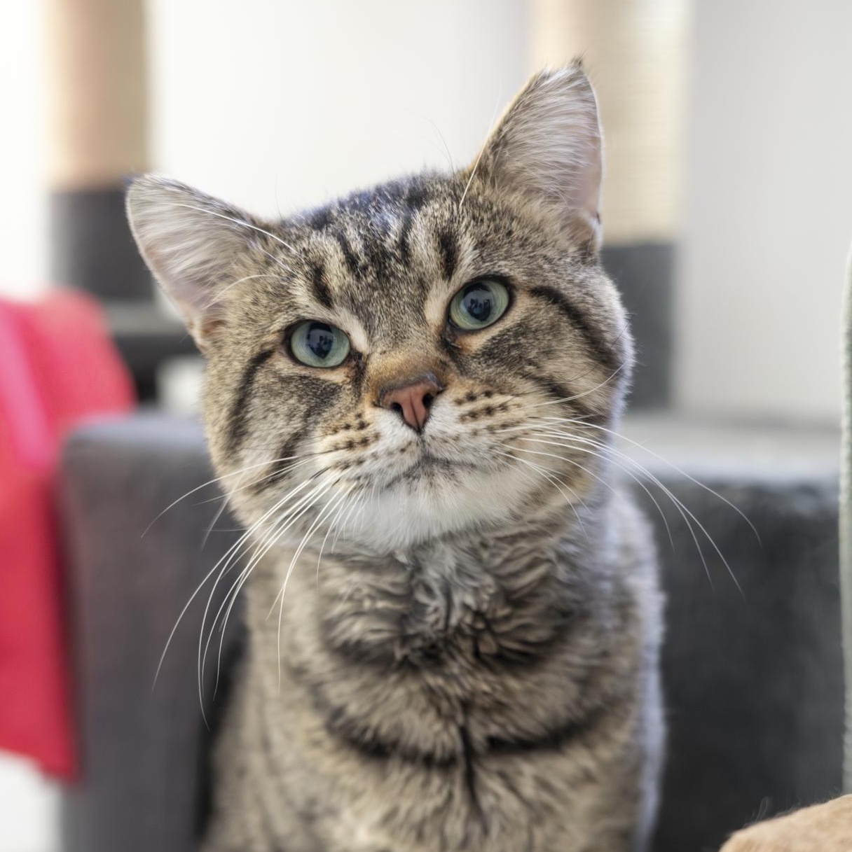 Enlarge Wyatt, a Adoptable Domestic Short Hair in Lone rock, WI image 4/4