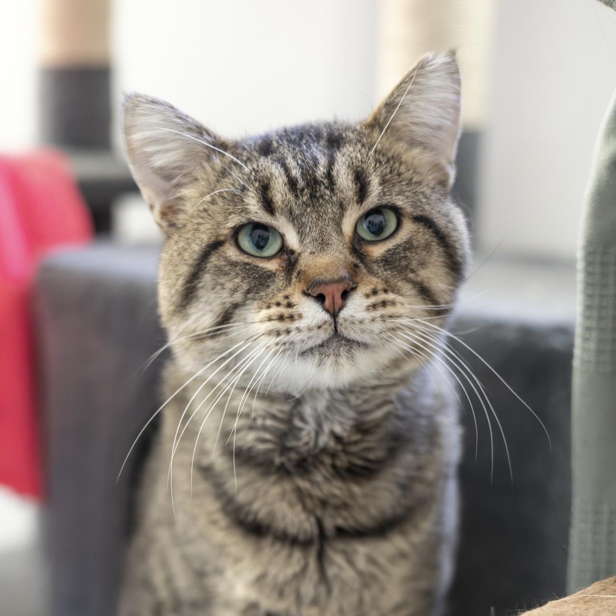 Enlarge Wyatt, a Adoptable Domestic Short Hair in Lone rock, WI image 2/4
