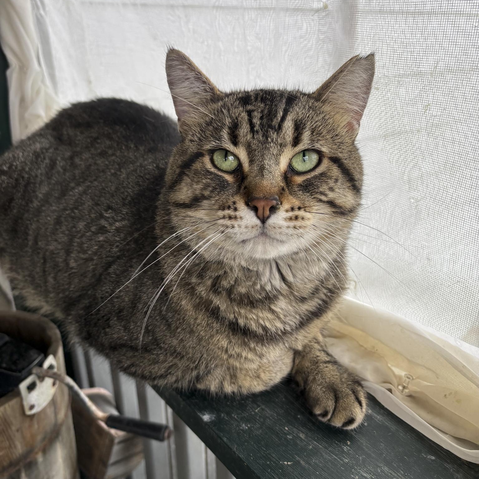 Wyatt, Adoptable, Adult Male Domestic Short Hair.