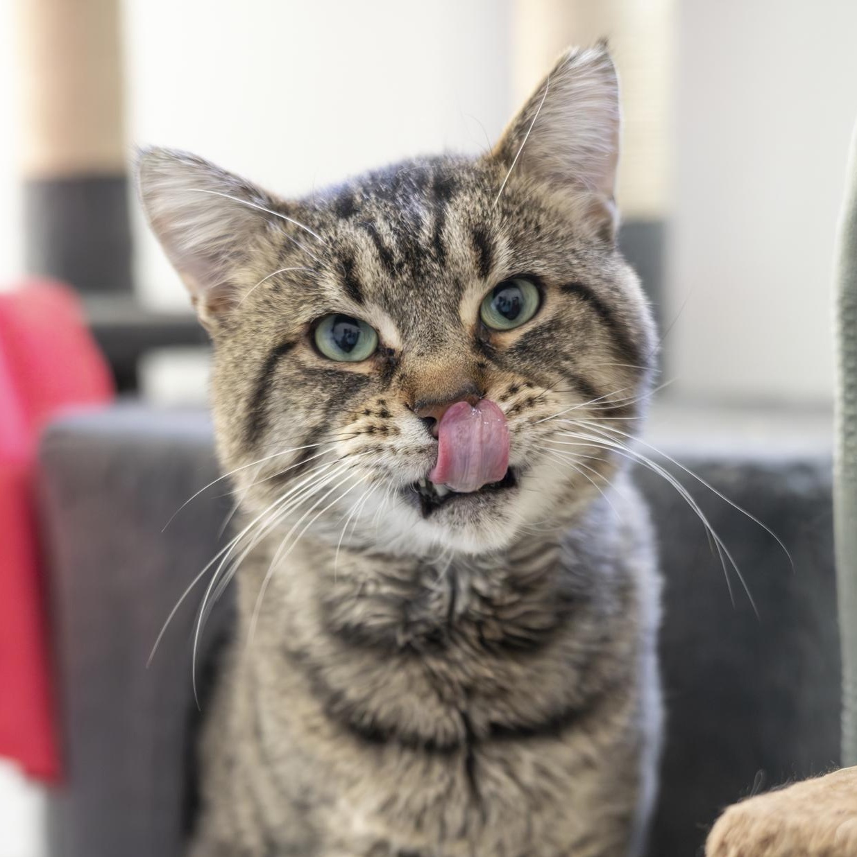 Enlarge Wyatt, a Adoptable Domestic Short Hair in Lone rock, WI image 3/4