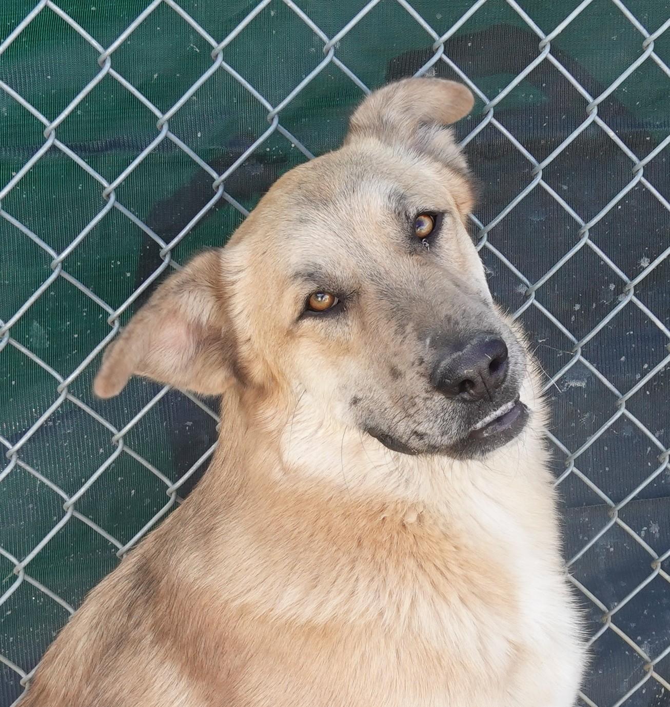 Enlarge Freckles aka Frank, an adopted mixed breed in Anaconda, MT image 2/3
