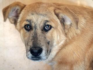 Enlarge Freckles aka Frank, a Adoptable mixed breed in Anaconda, MT image 1/1