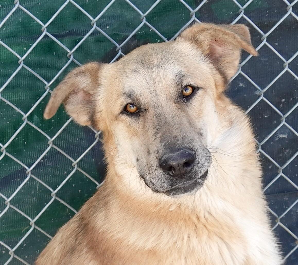 Enlarge Freckles aka Frank, an adopted mixed breed in Anaconda, MT image 1/3