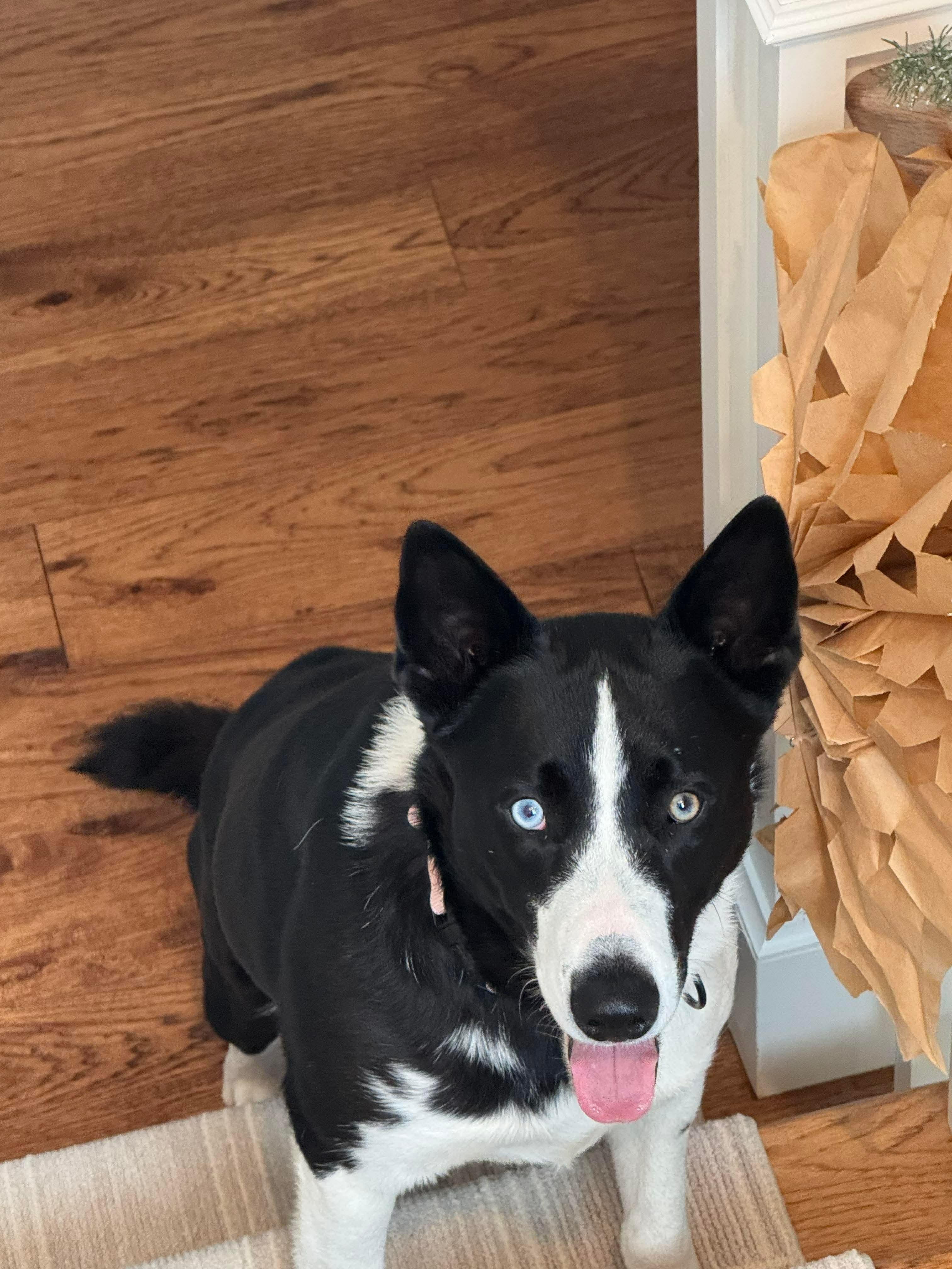 Achilles, Adoptable, Young Male Husky & Border Collie.