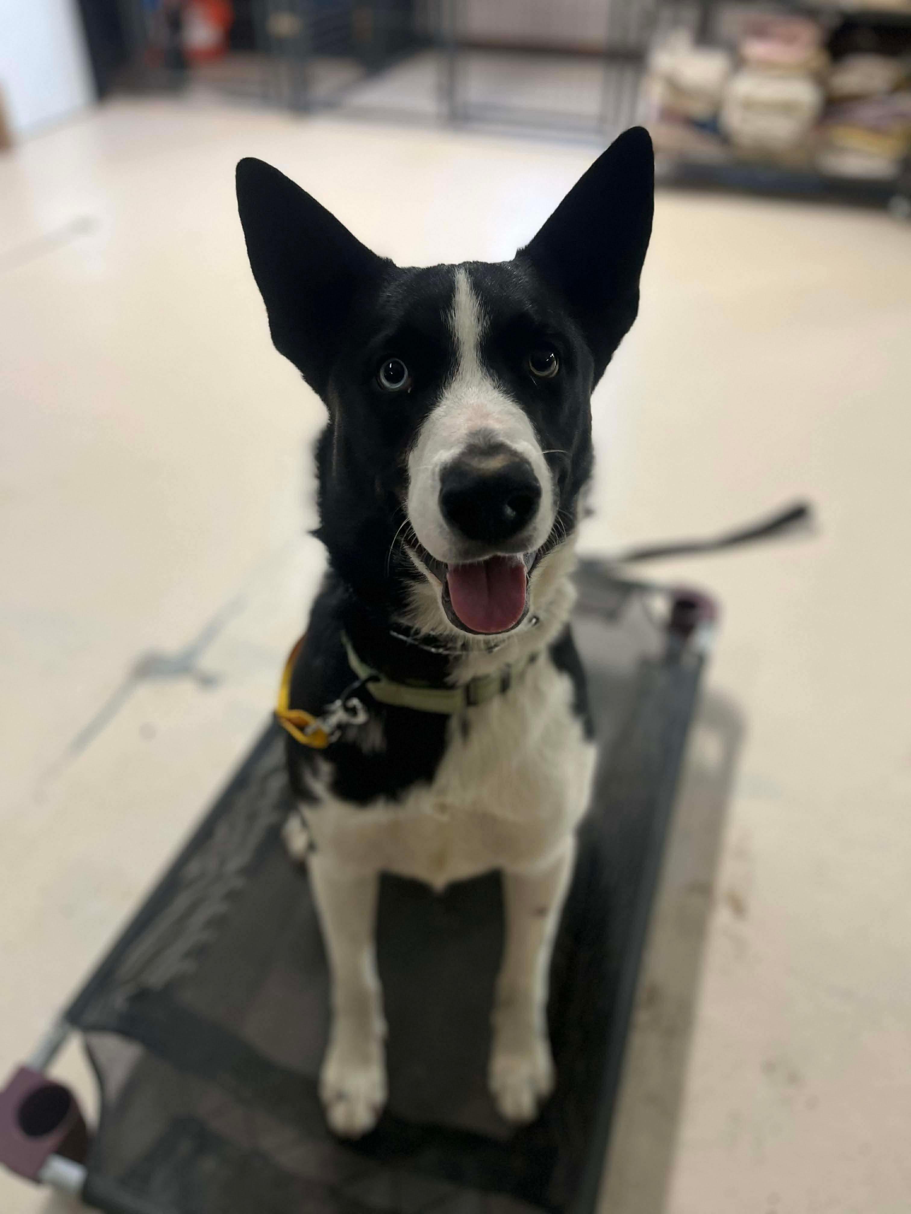 Achilles, a Adoptable mixed breed in Argyle, NY image 5/6