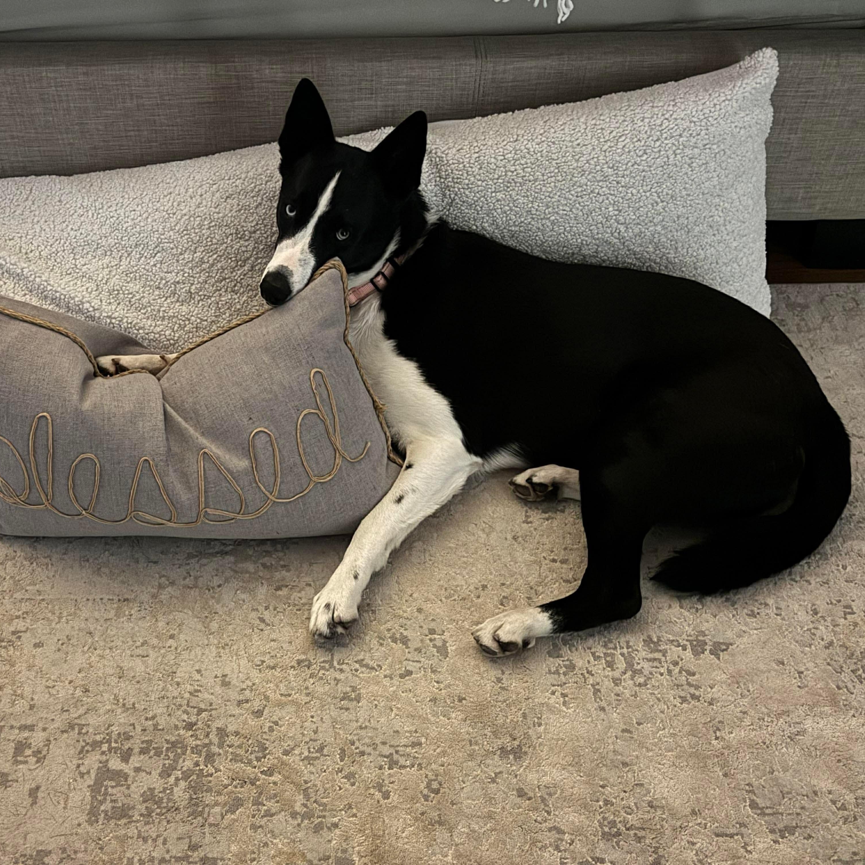 Achilles, Adoptable, Young Male Husky & Border Collie.