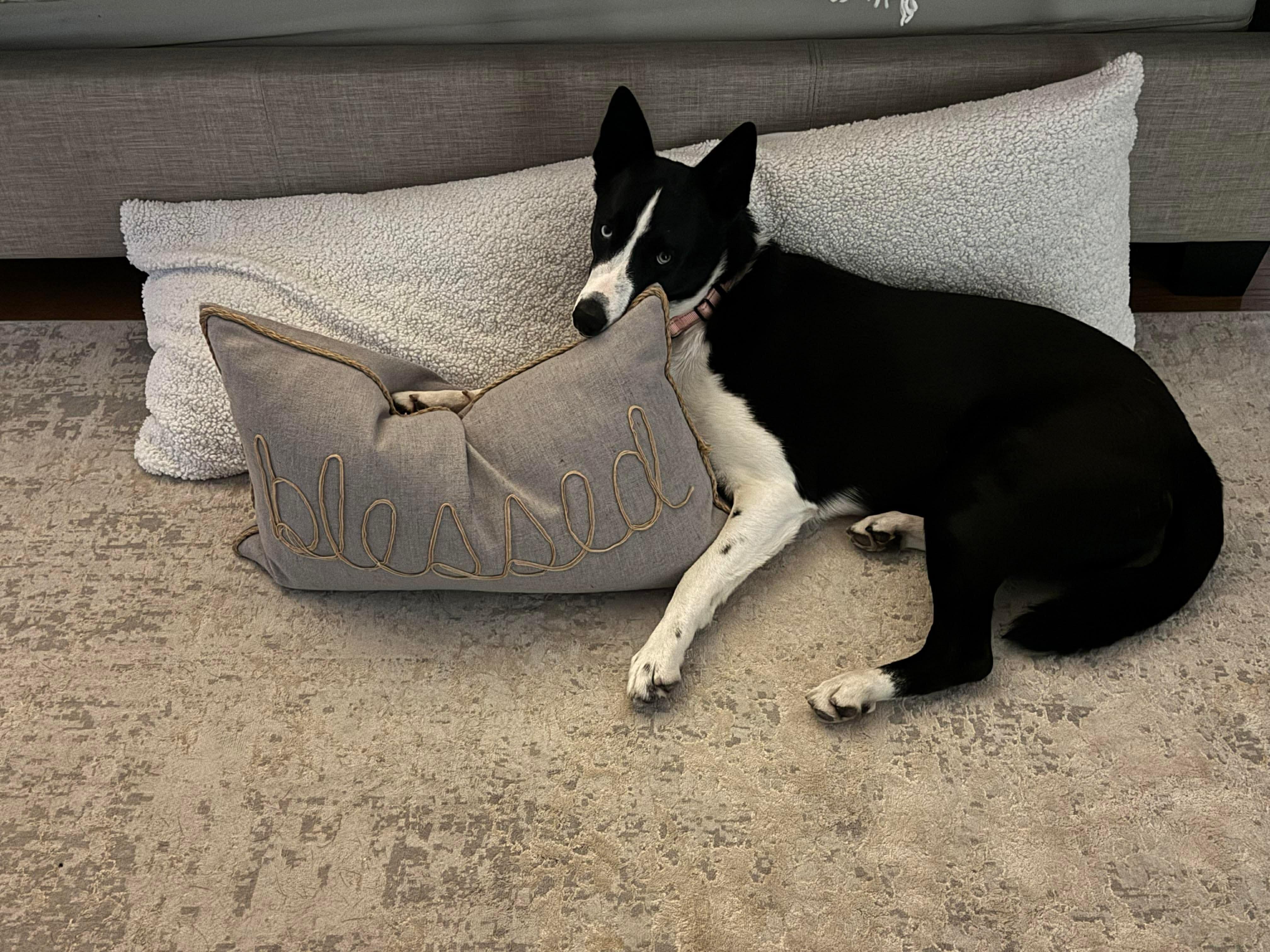 Enlarge Achilles, a Adoptable mixed breed in Argyle, NY image 5/6