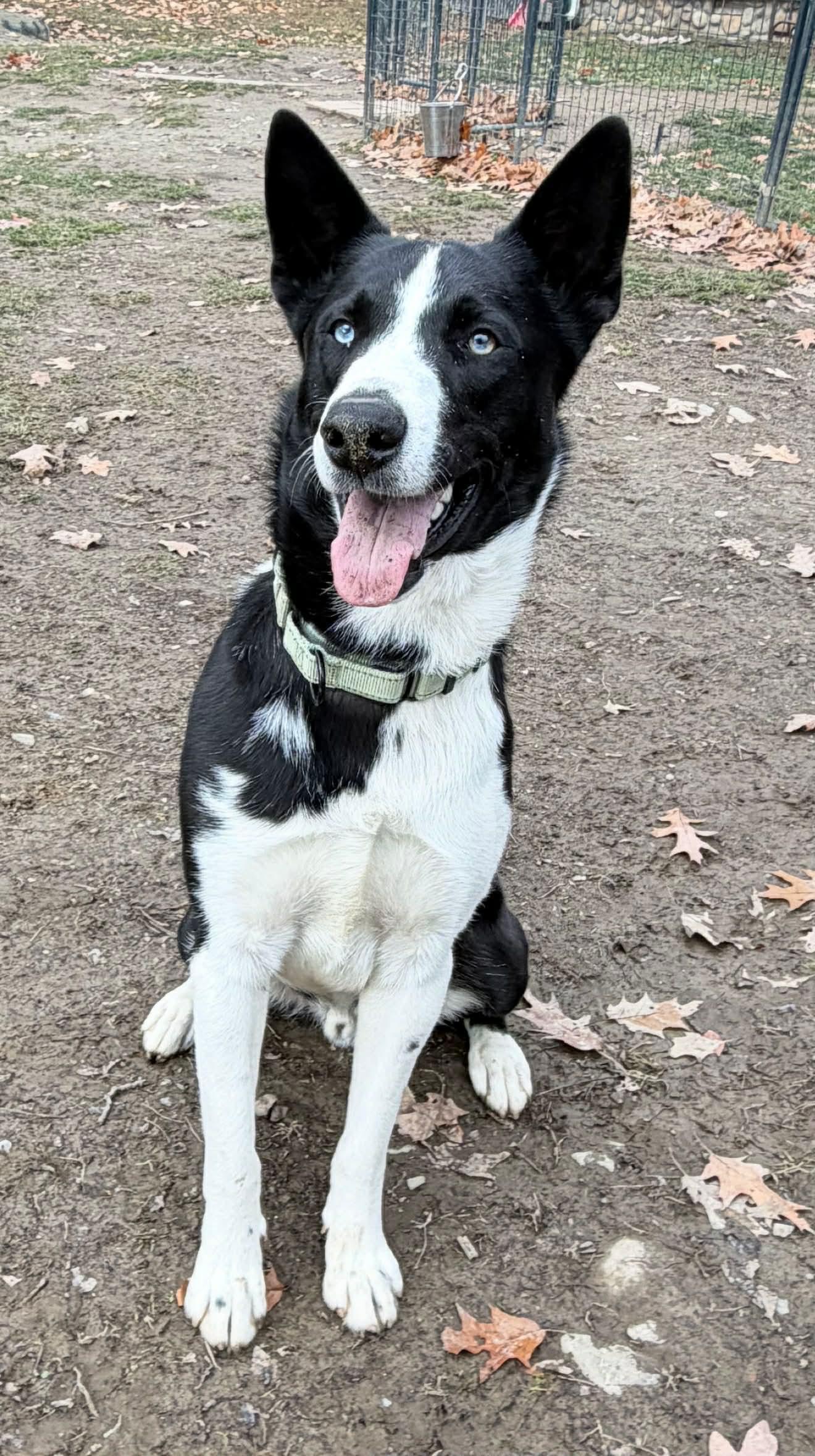 Achilles thumbnail 3