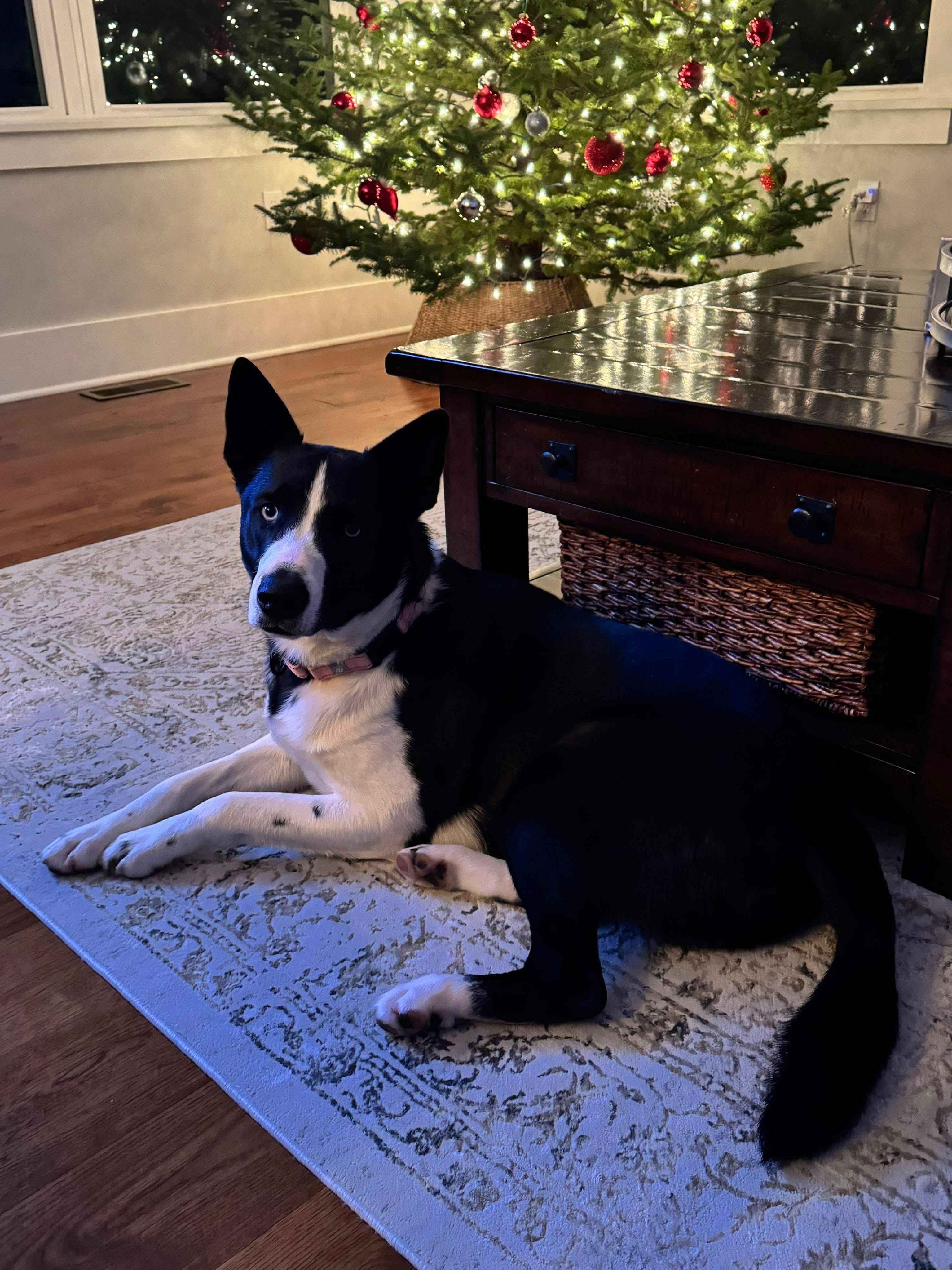 Achilles, Adoptable, Young Male Husky & Border Collie.