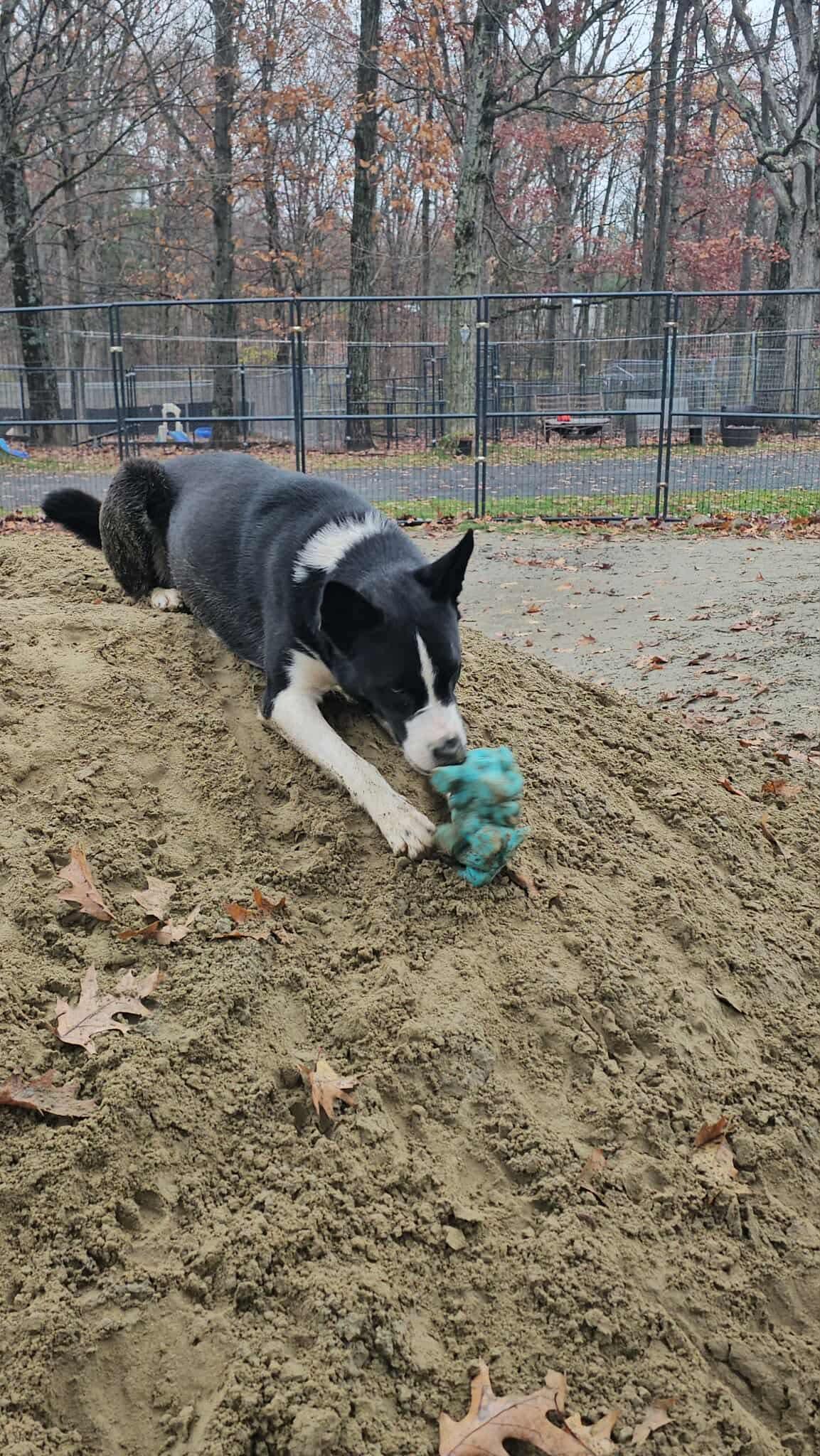 Achilles thumbnail 5