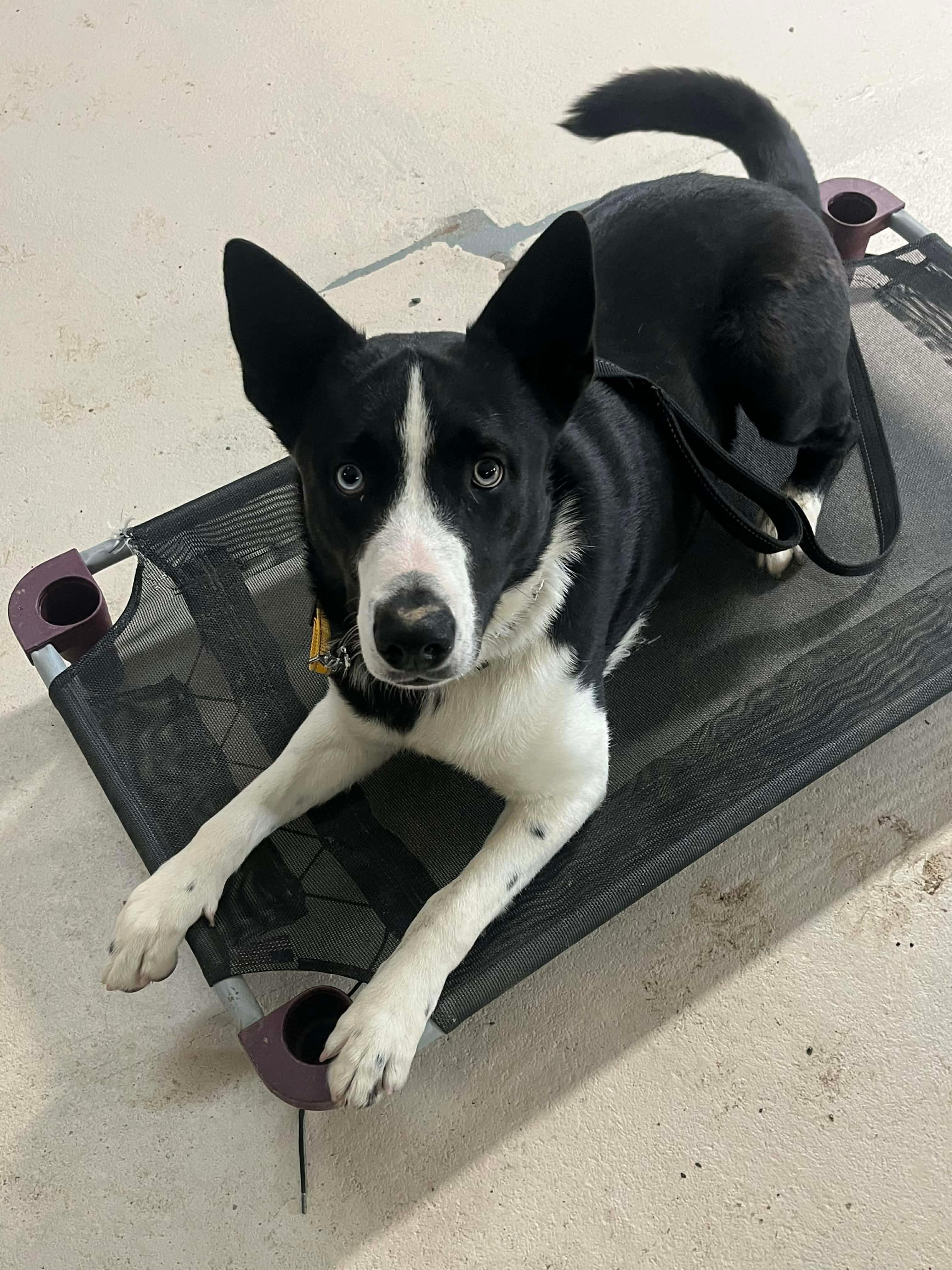 Achilles thumbnail 6