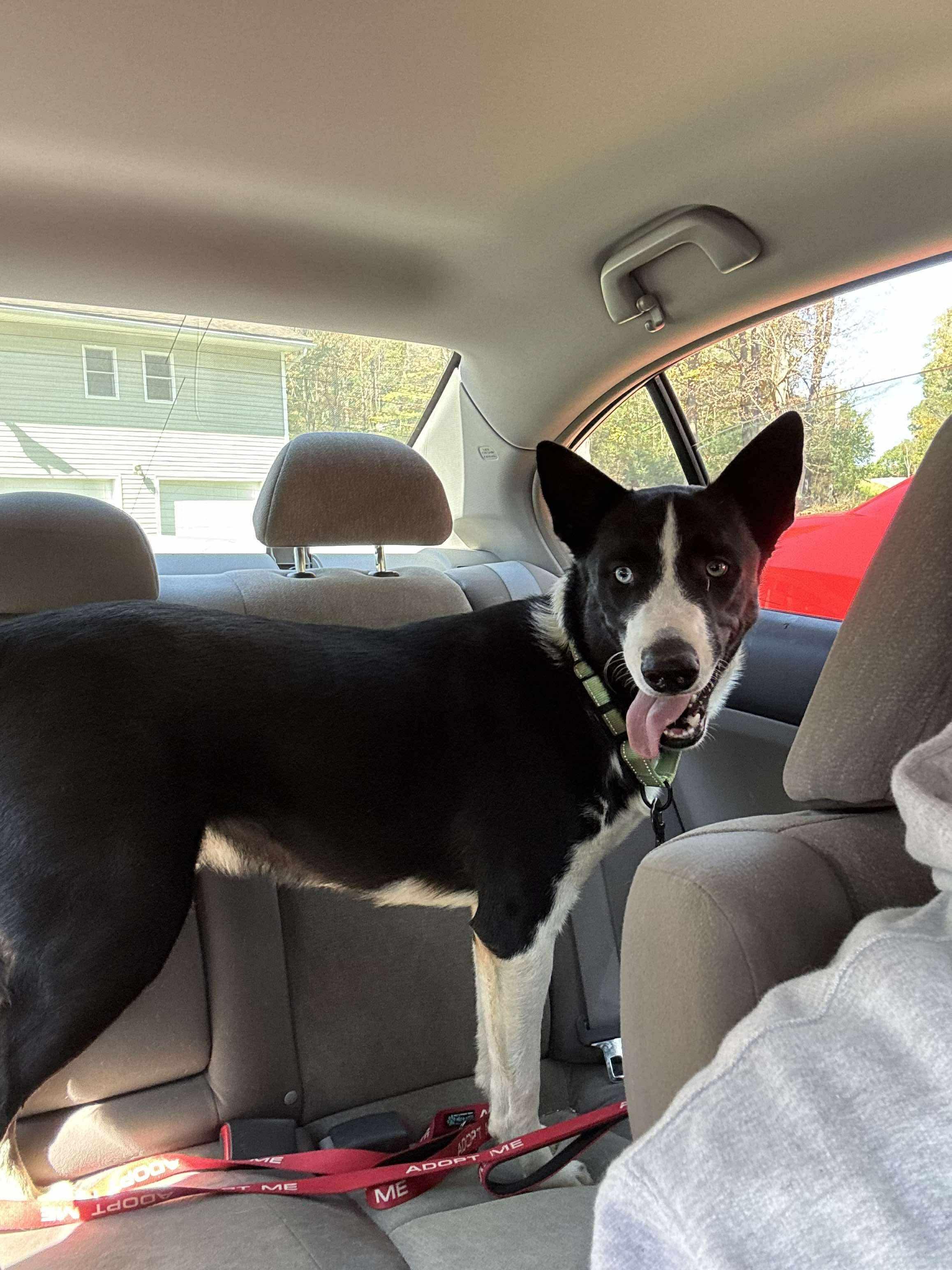 Achilles, a Adoptable mixed breed in Argyle, NY image 6/6
