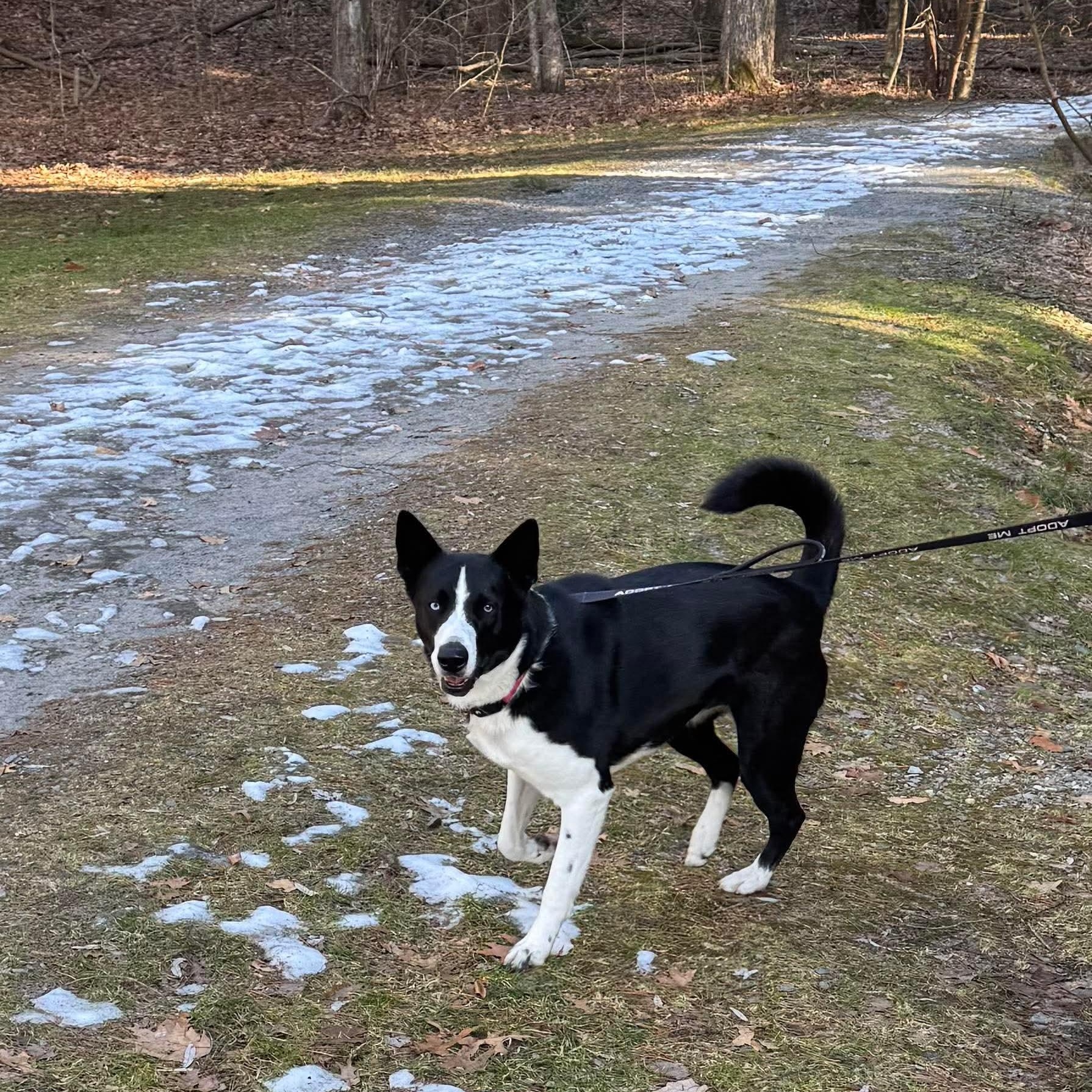 Enlarge Achilles, a Adoptable mixed breed in Argyle, NY image 6/6