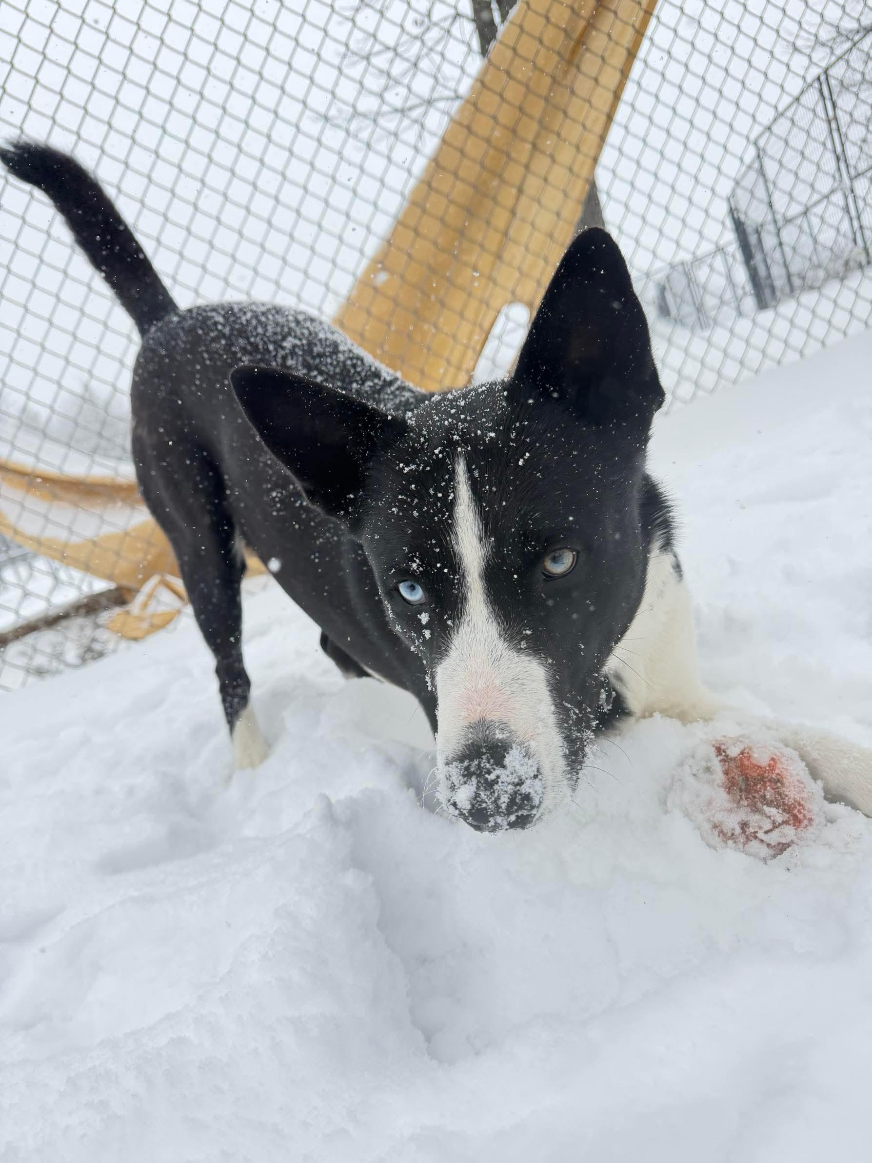 Achilles, a Adoptable mixed breed in Argyle, NY image 2/6
