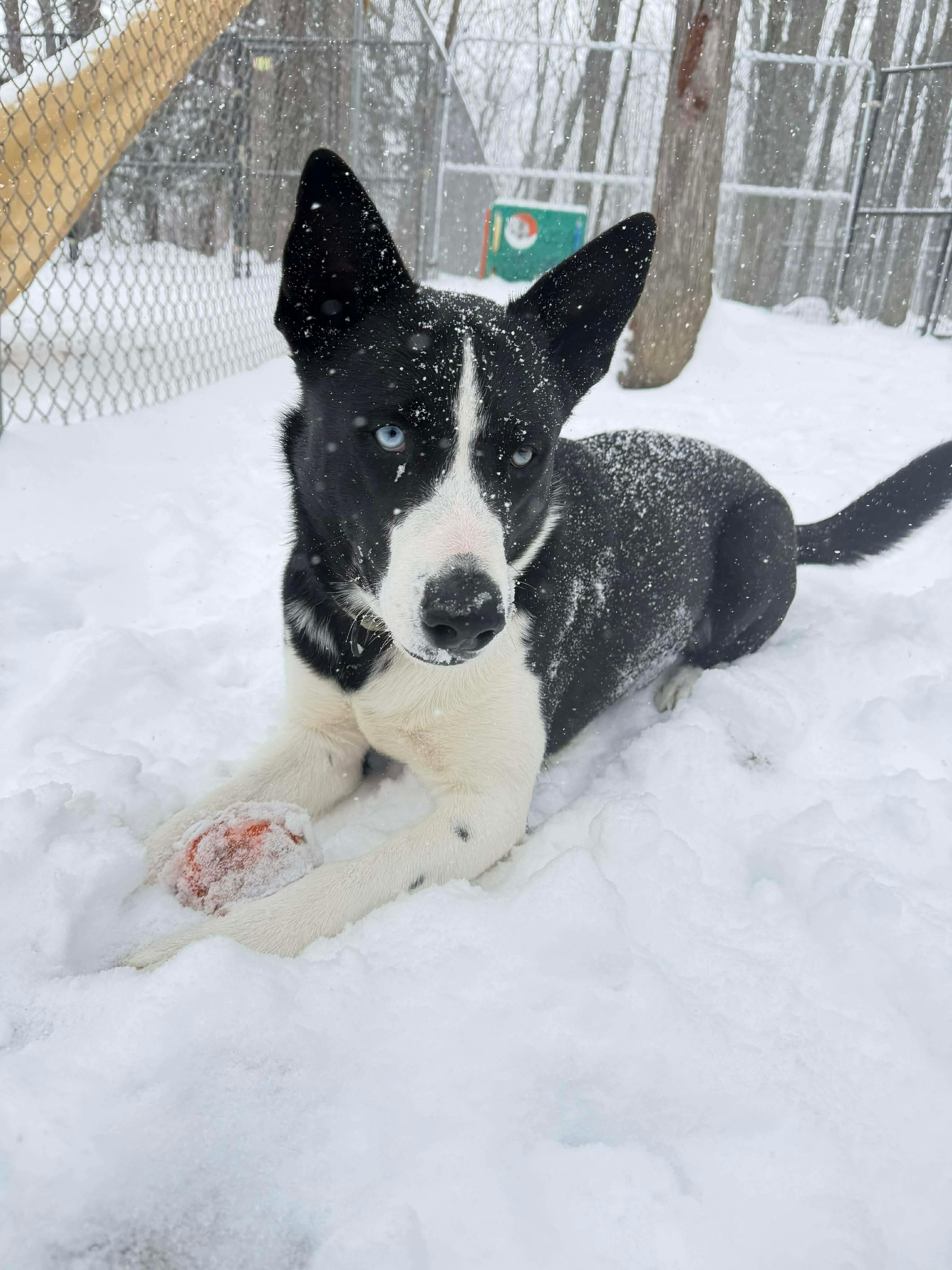 Achilles, a Adoptable mixed breed in Argyle, NY image 3/6