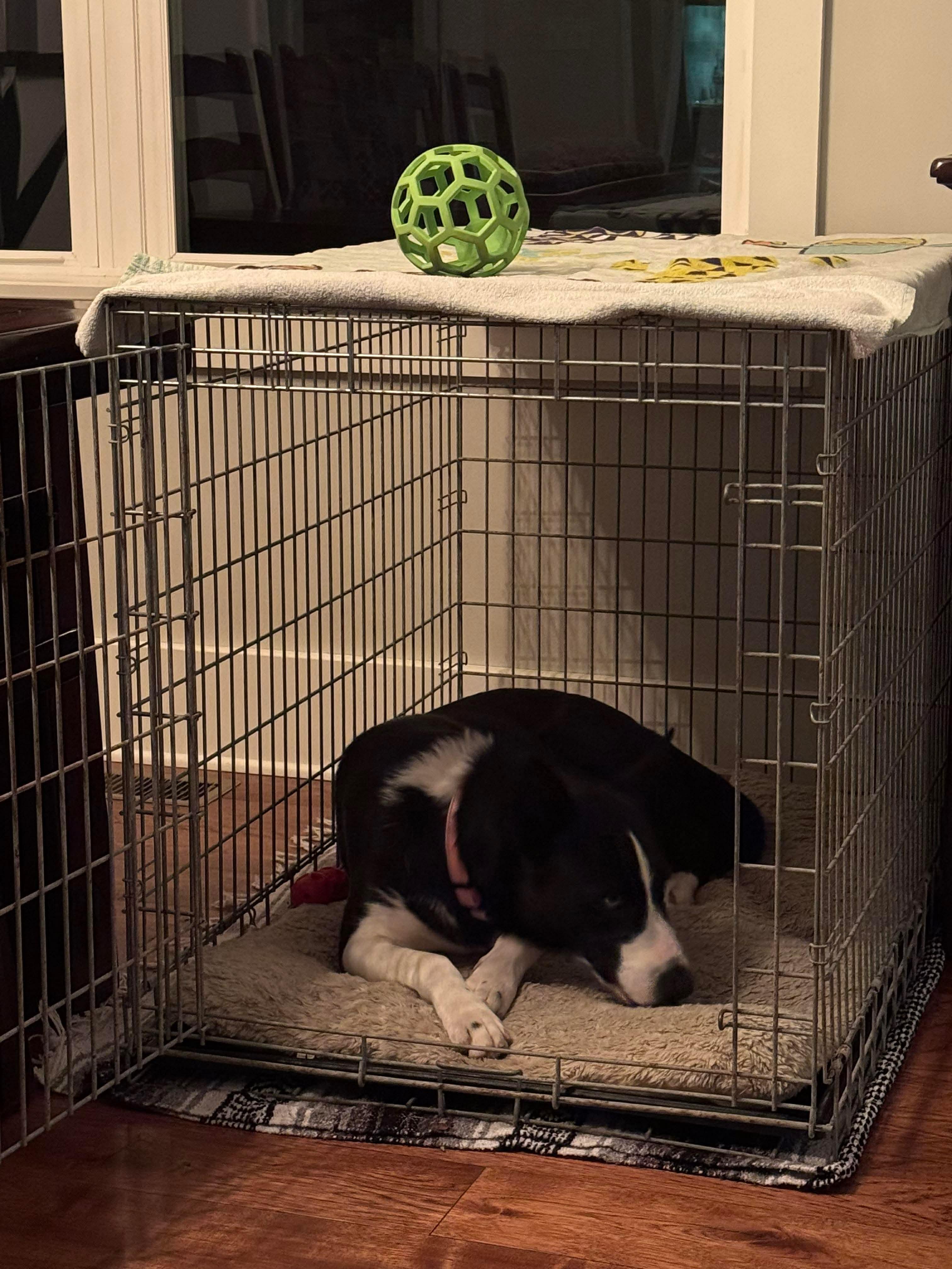 Enlarge Achilles, a Adoptable mixed breed in Argyle, NY image 3/6