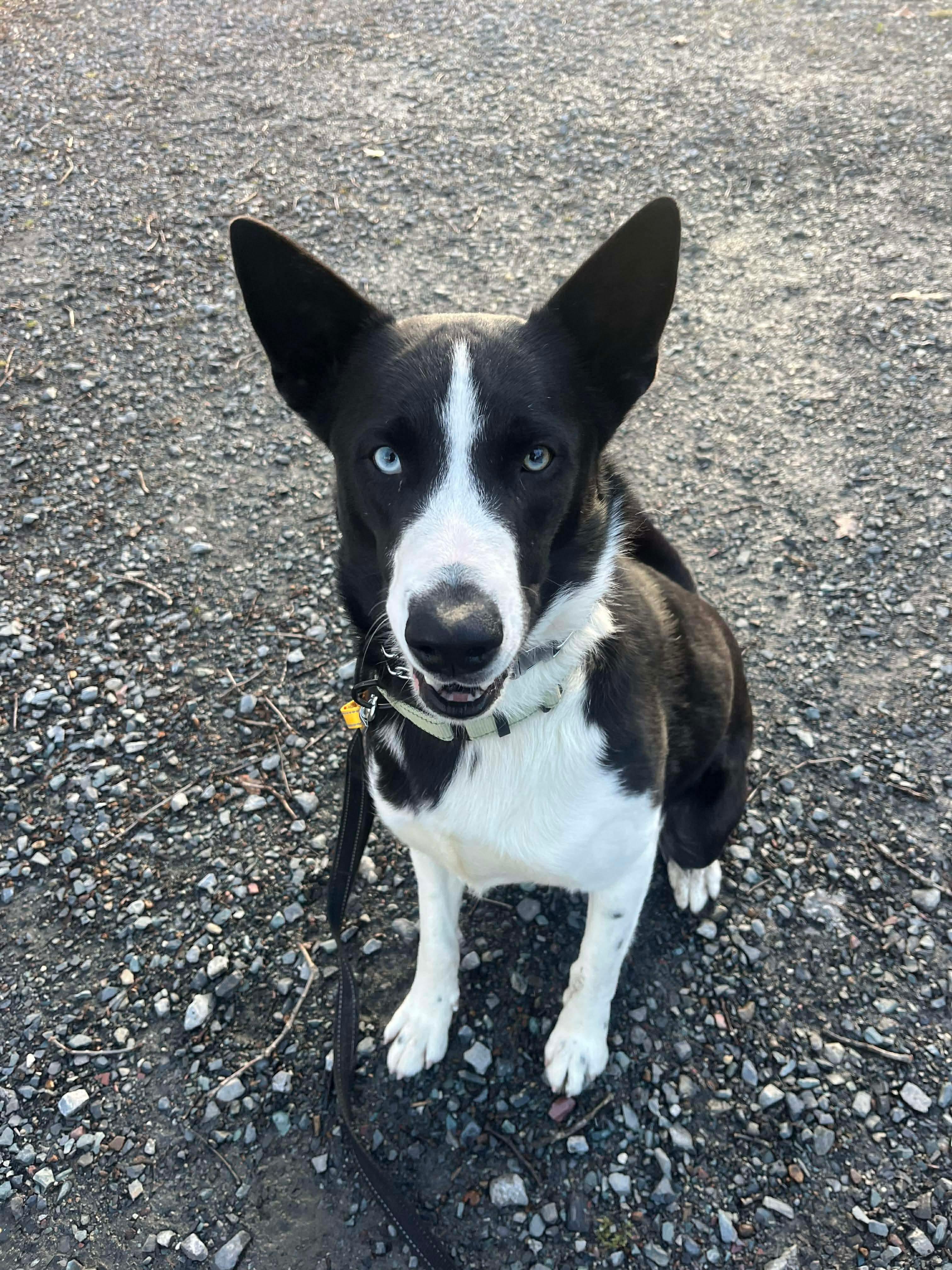 Achilles, a Adoptable mixed breed in Argyle, NY image 4/6
