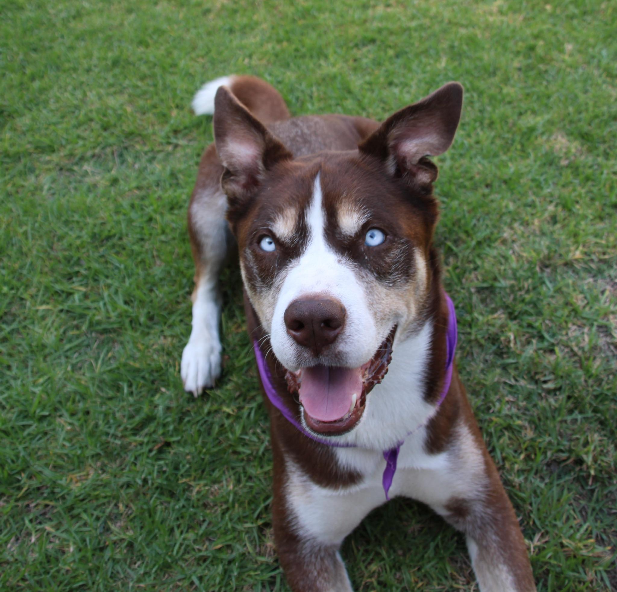Enlarge Rio, a Adoptable Shepherd in santa monica, CA image 3/6