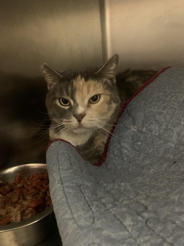 Enlarge Angel, a Adoptable mixed breed in Salmon, ID image 1/1