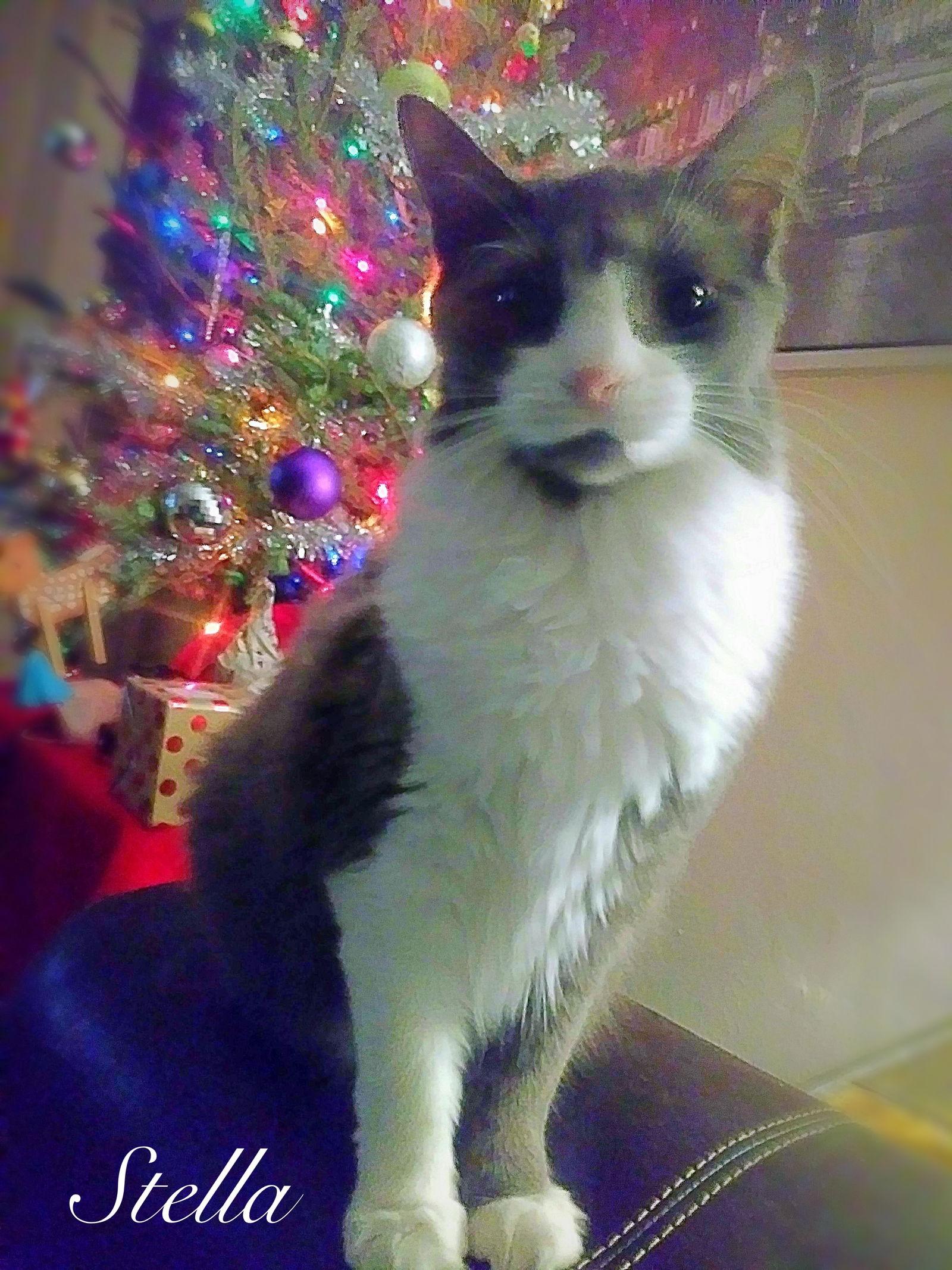 Stella, Adopted, Young Female Domestic Long Hair.