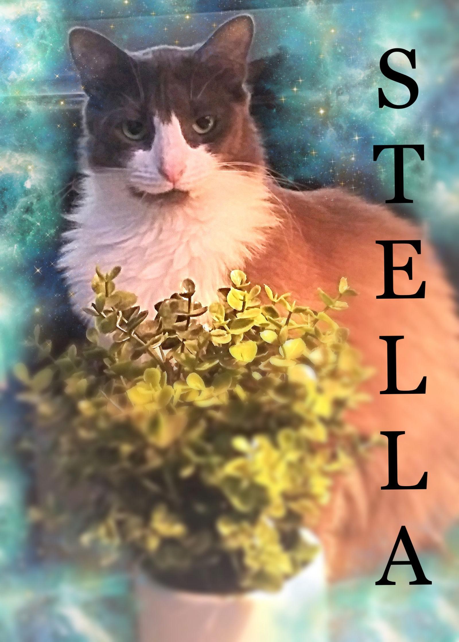 Enlarge Stella, a Adopted Domestic Long Hair in Fort Myers, FL image 3/3