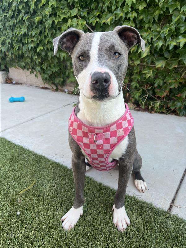 Enlarge Valley, a Adopted Pit Bull Terrier in Elk Grove, CA image 1/3