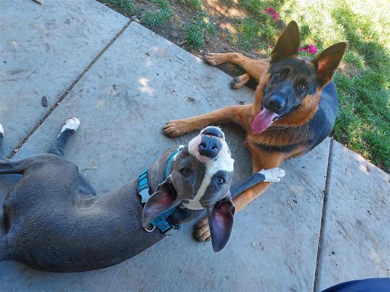 Enlarge Valley, a Adopted Pit Bull Terrier in Elk Grove, CA image 2/3