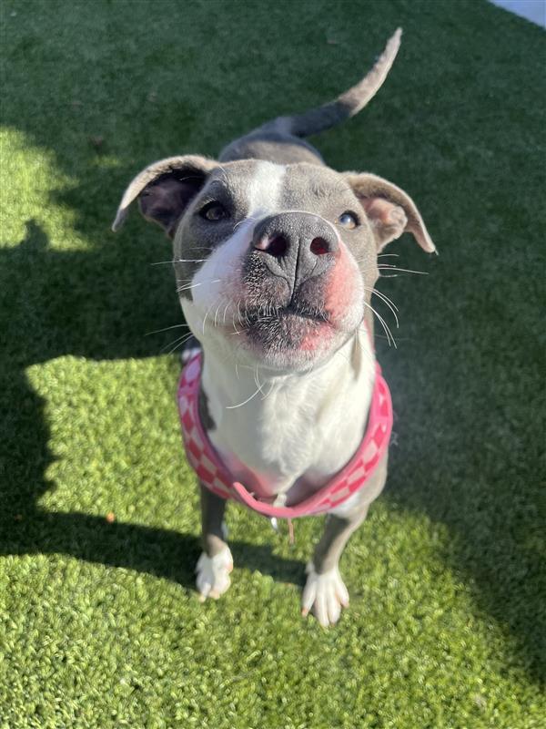 Enlarge Valley, a Adopted Pit Bull Terrier in Elk Grove, CA image 3/3