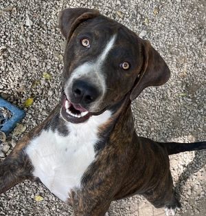 Moe, Baby Male Hound