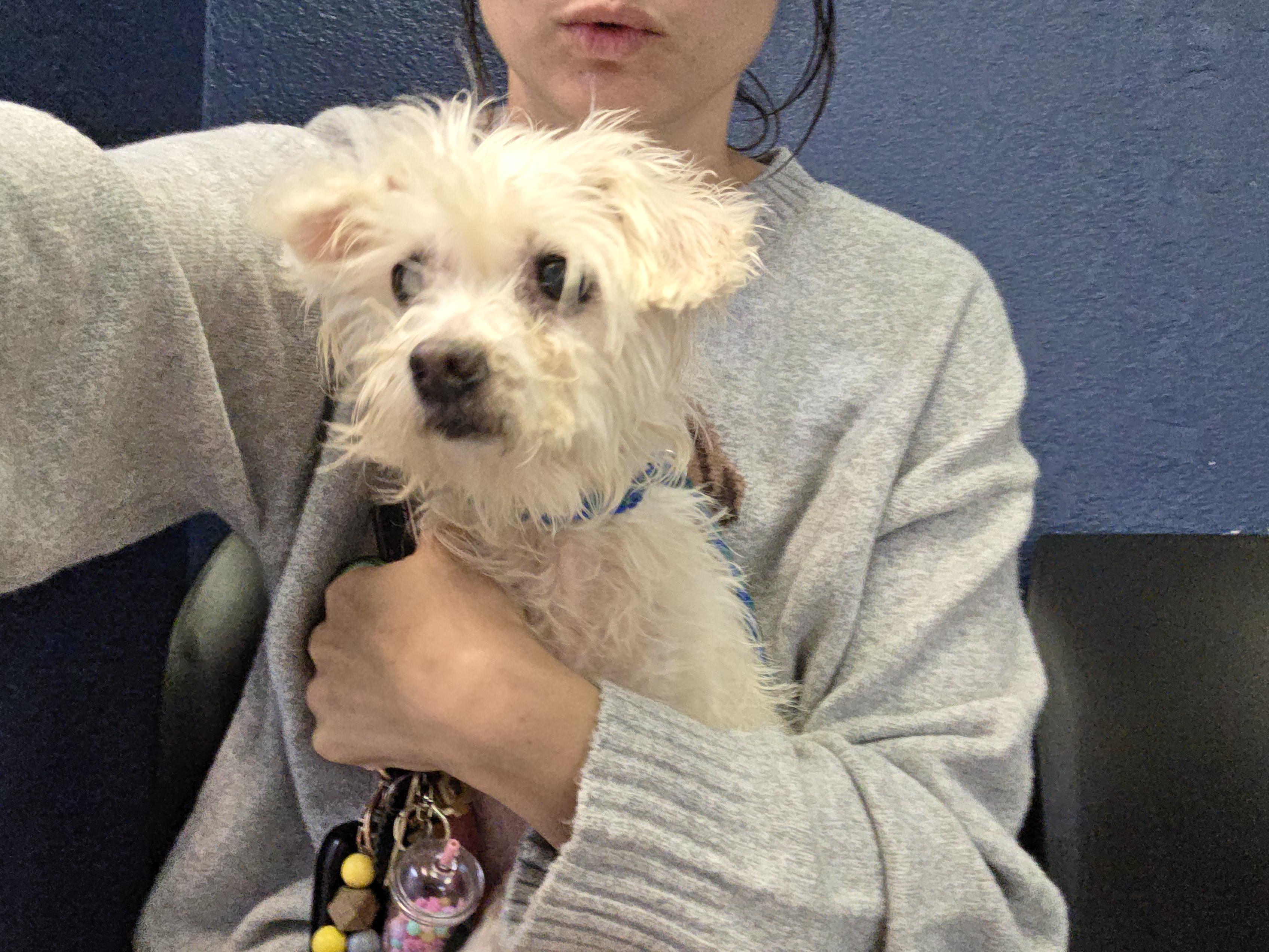 Enlarge Blanche, a Adoptable mixed breed in Ione, CA image 3/3