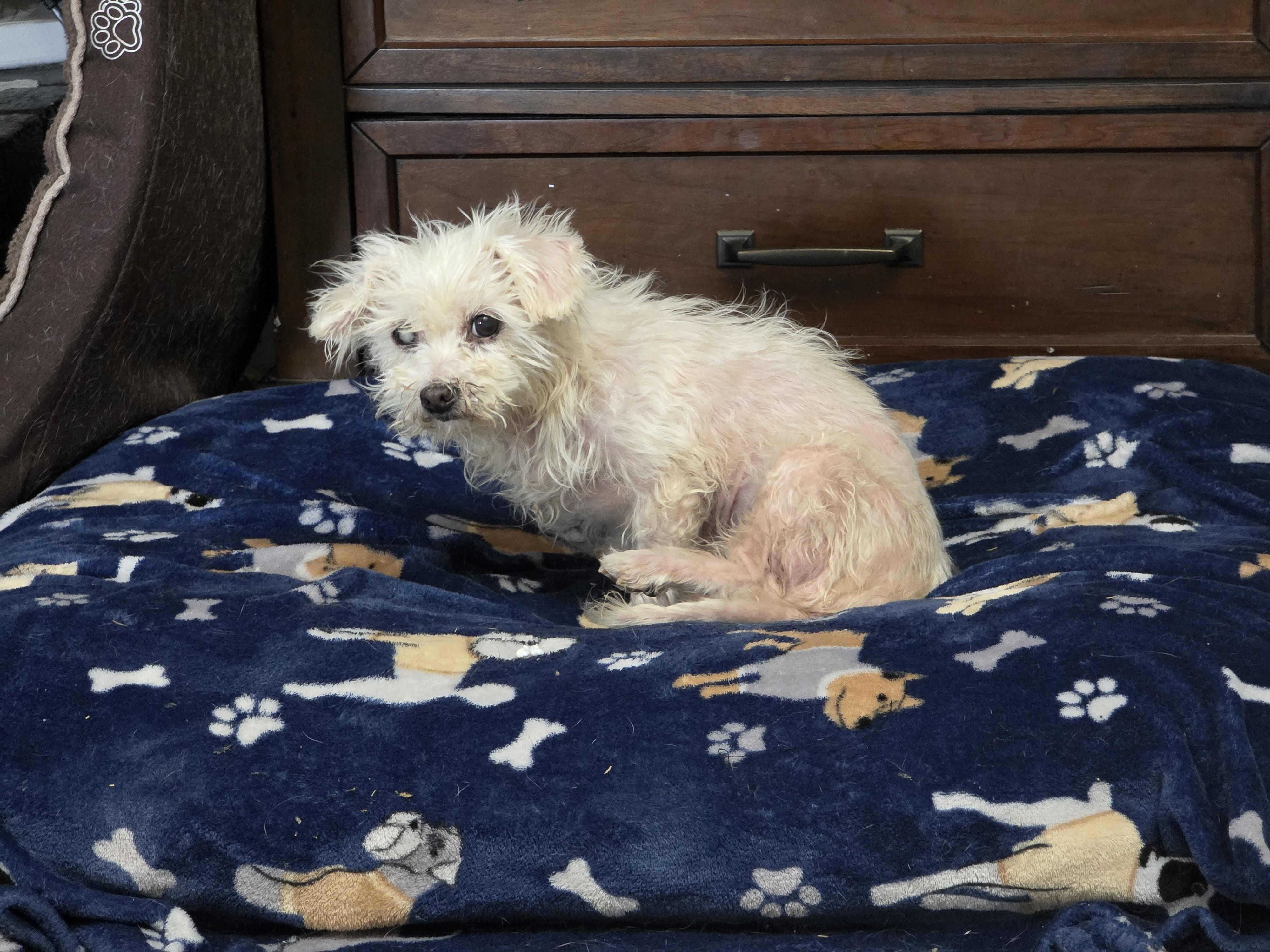 Enlarge Blanche, a Adoptable mixed breed in Ione, CA image 2/3