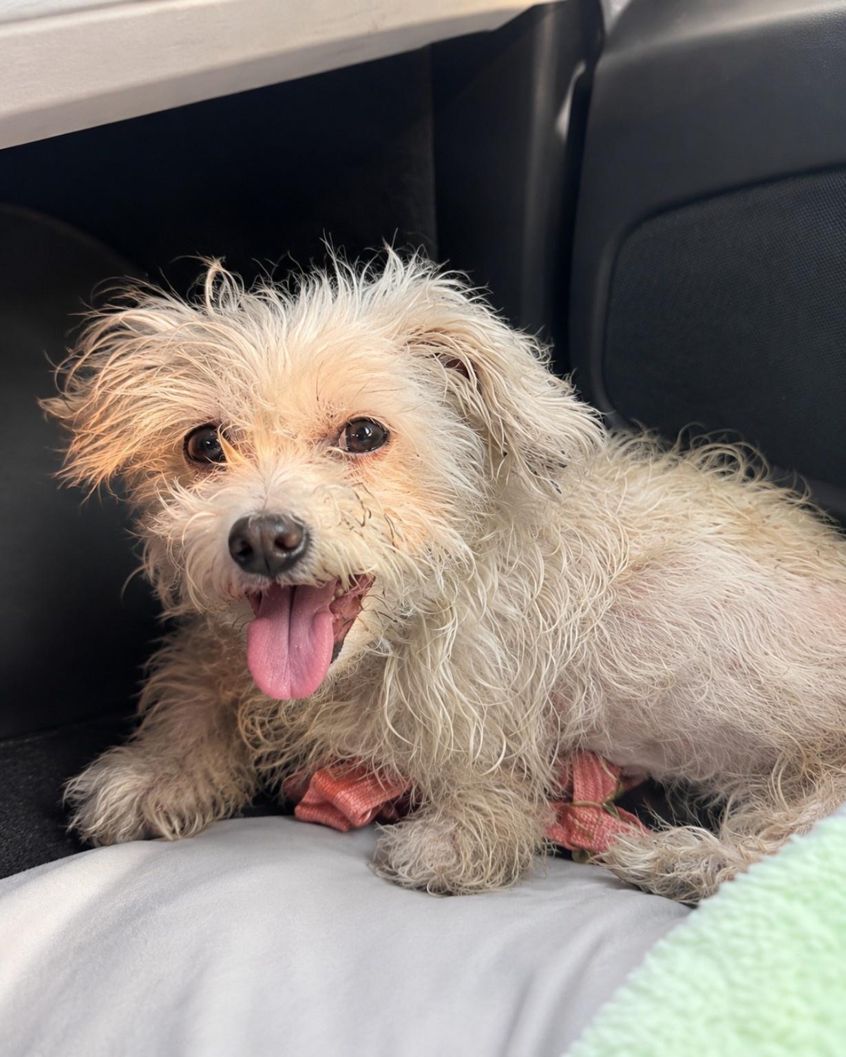 Blanche, Adoptable, Adult Female Maltese & West Highland White Terrier / Westie.