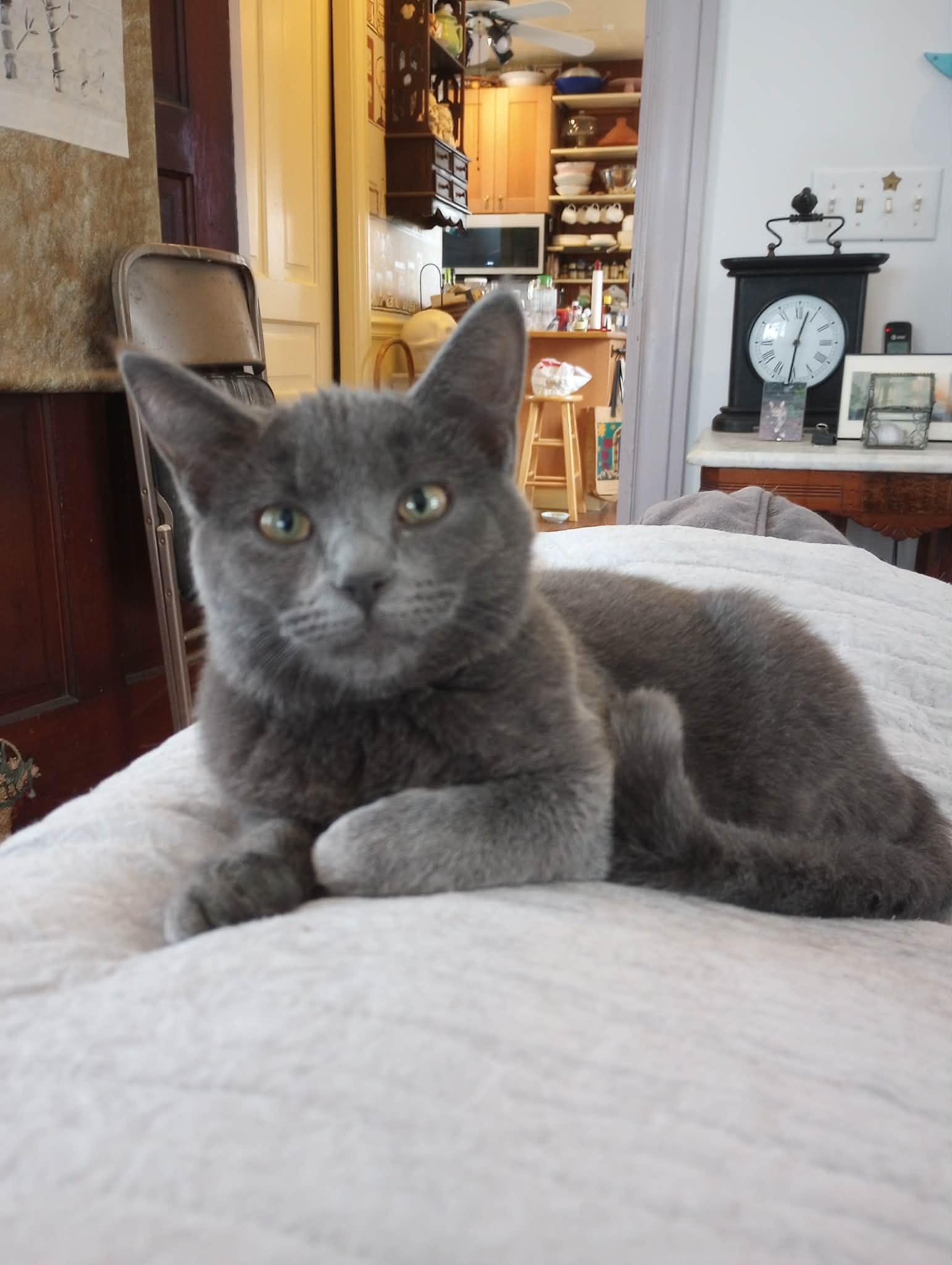 Asparagus and Shrimp, a ADOPTABLE Domestic Short Hair in Blaine, MN image 4/4