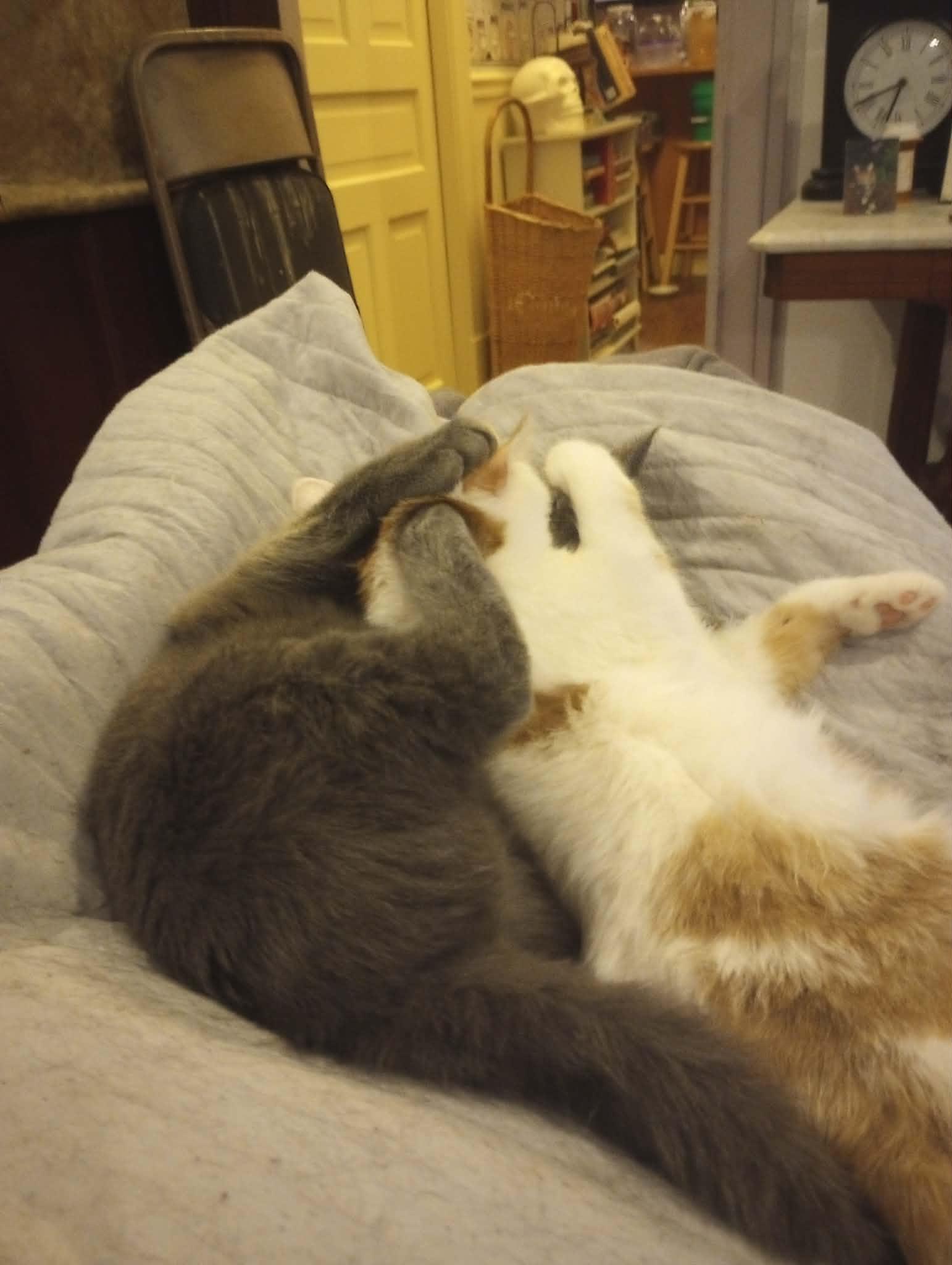 Asparagus and Shrimp, ADOPTABLE, Young Male Domestic Short Hair.