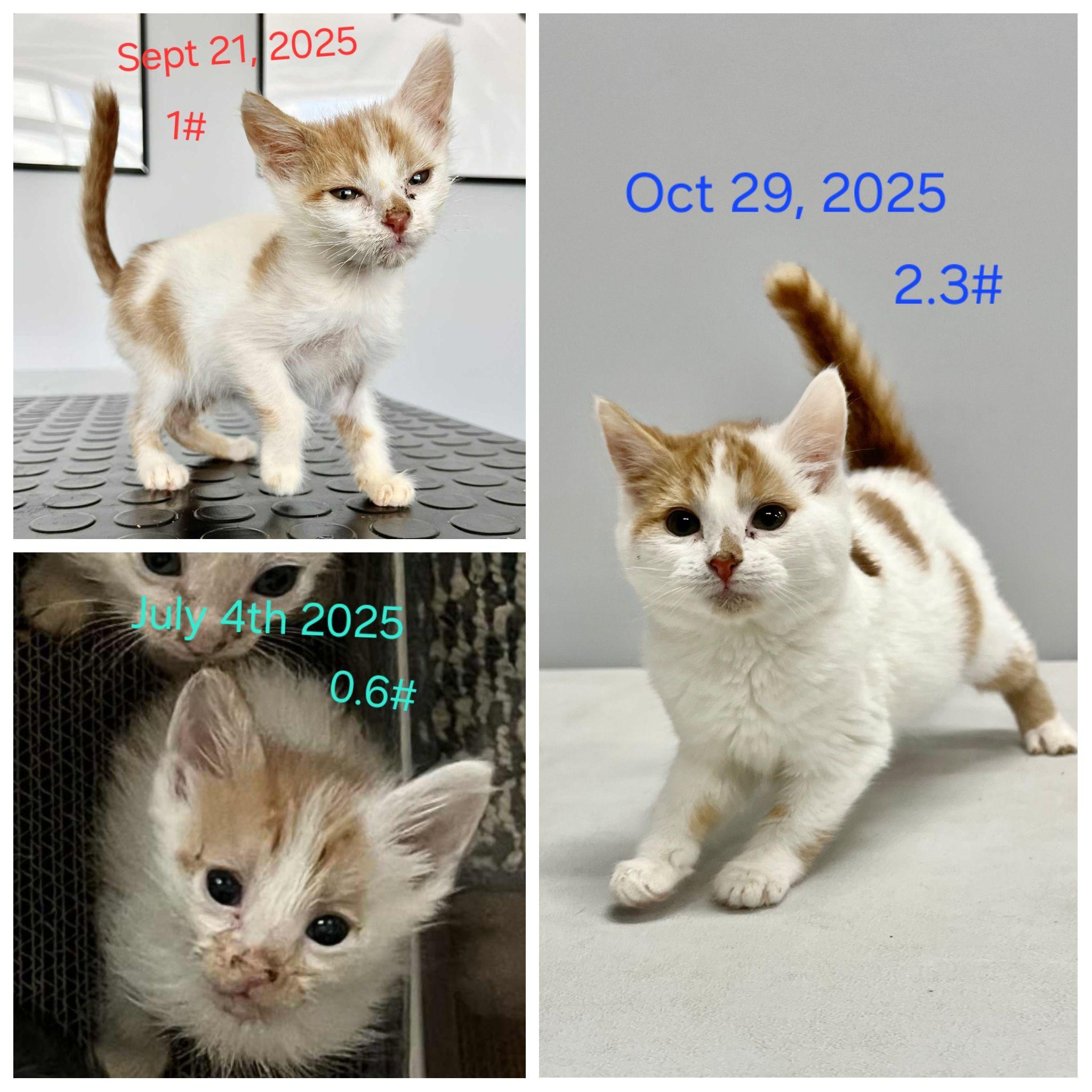 Asparagus and Shrimp, a ADOPTABLE Domestic Short Hair in Blaine, MN image 2/4