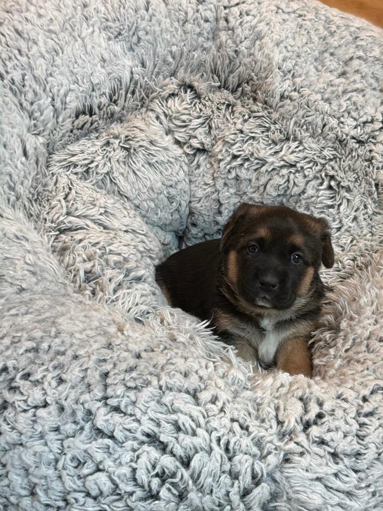 Potato, adopted, Puppy Female Belgian Shepherd / Malinois & Labrador Retriever.