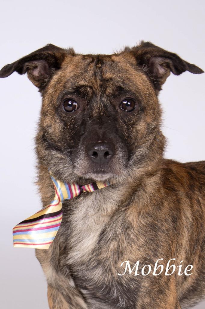 Mobbie, Adoptable, Adult Male Terrier & Shepherd.