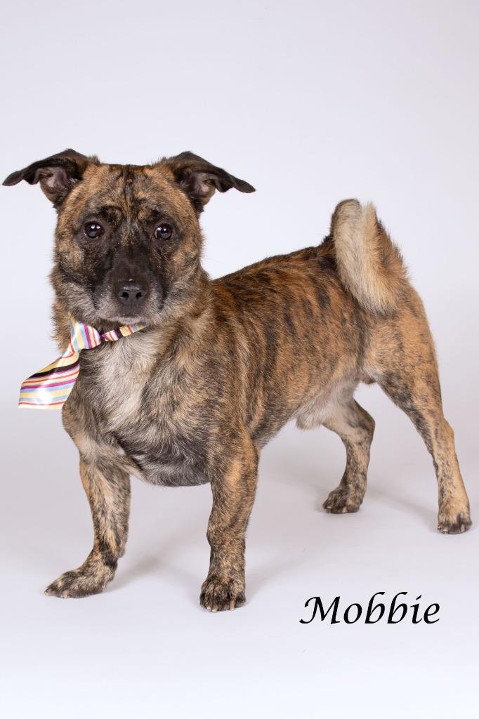 Enlarge Mobbie, a Adoptable mixed breed in Gilbert, AZ image 2/2