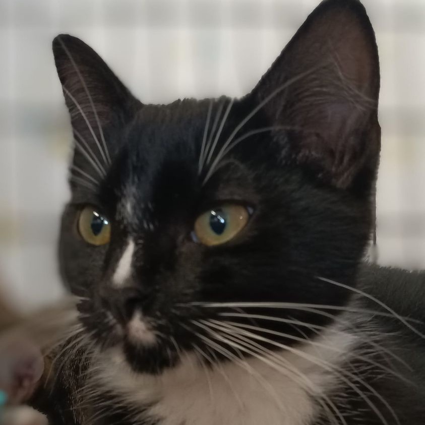 Enlarge Riley, a Adoptable Domestic Short Hair in Owatonna, MN image 5/5