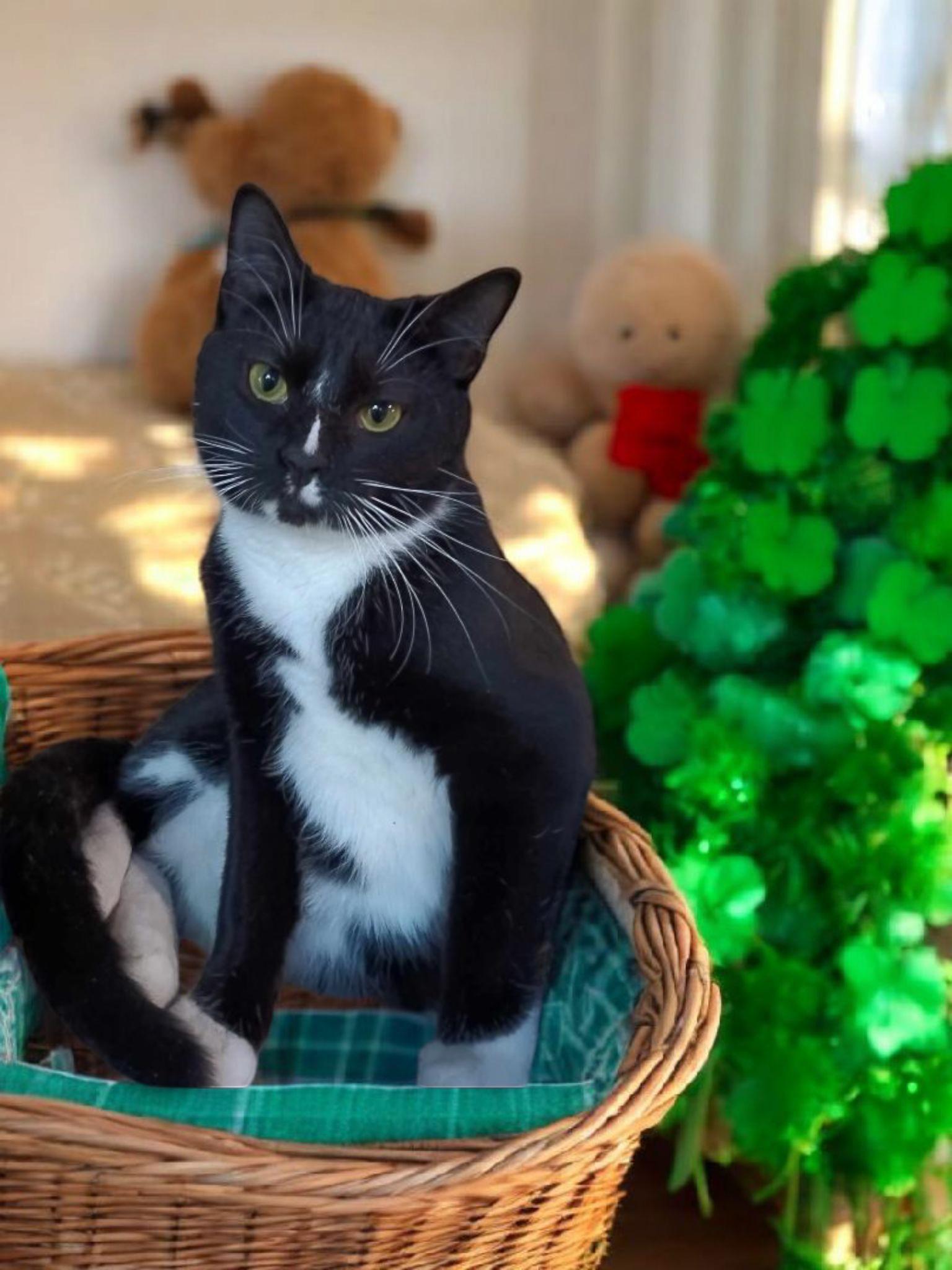 Riley, Adoptable, Young Male Domestic Short Hair.