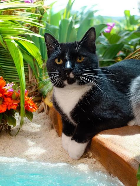 Enlarge Riley, a Adoptable Domestic Short Hair in Owatonna, MN image 2/5