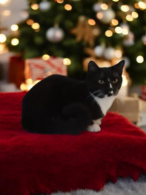 Enlarge Riley, a Adoptable Domestic Short Hair in Owatonna, MN image 4/5