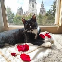 Enlarge Riley, a Adoptable Domestic Short Hair in Owatonna, MN image 3/5