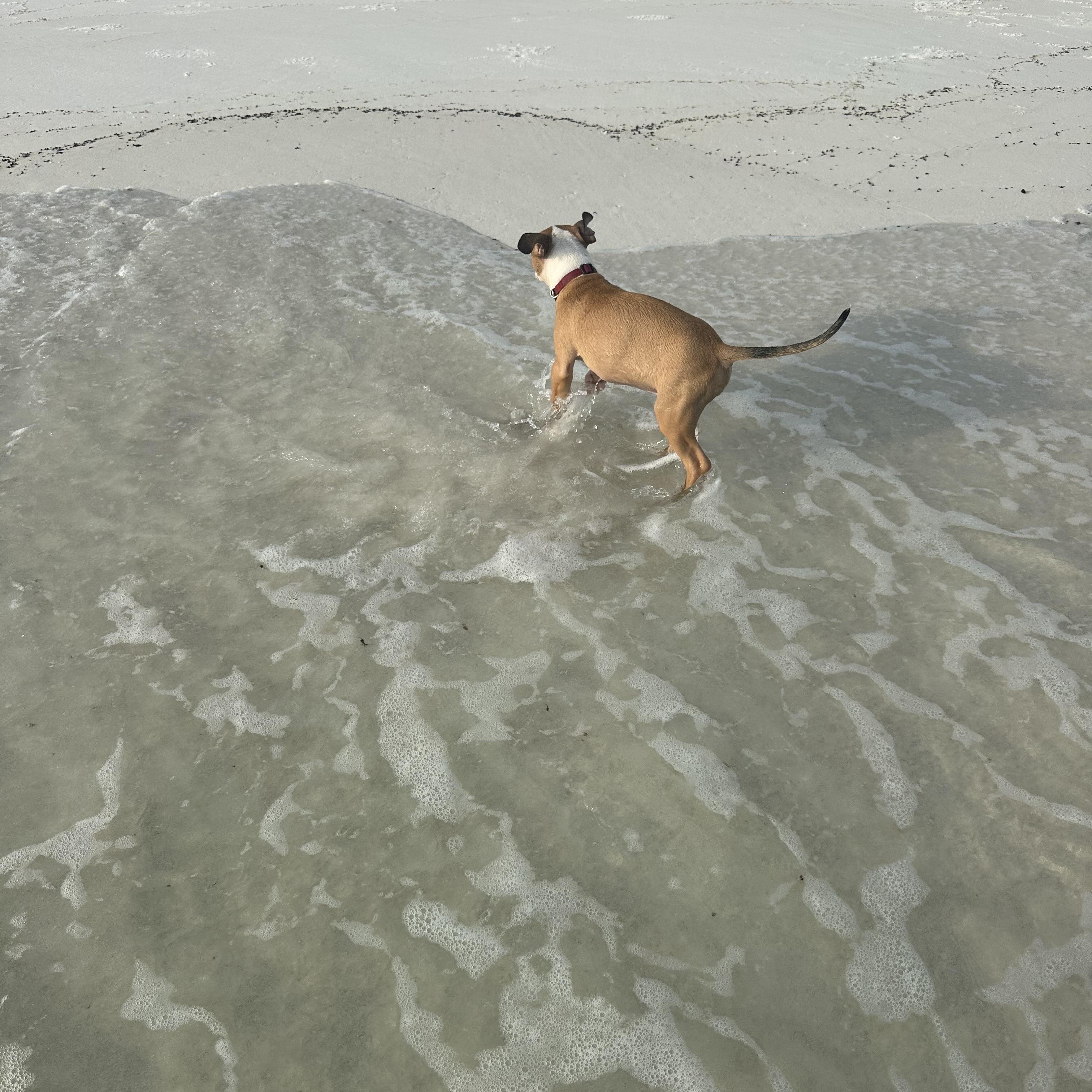 Enlarge Barkley, a Adopted mixed breed in pensacola, FL image 4/6