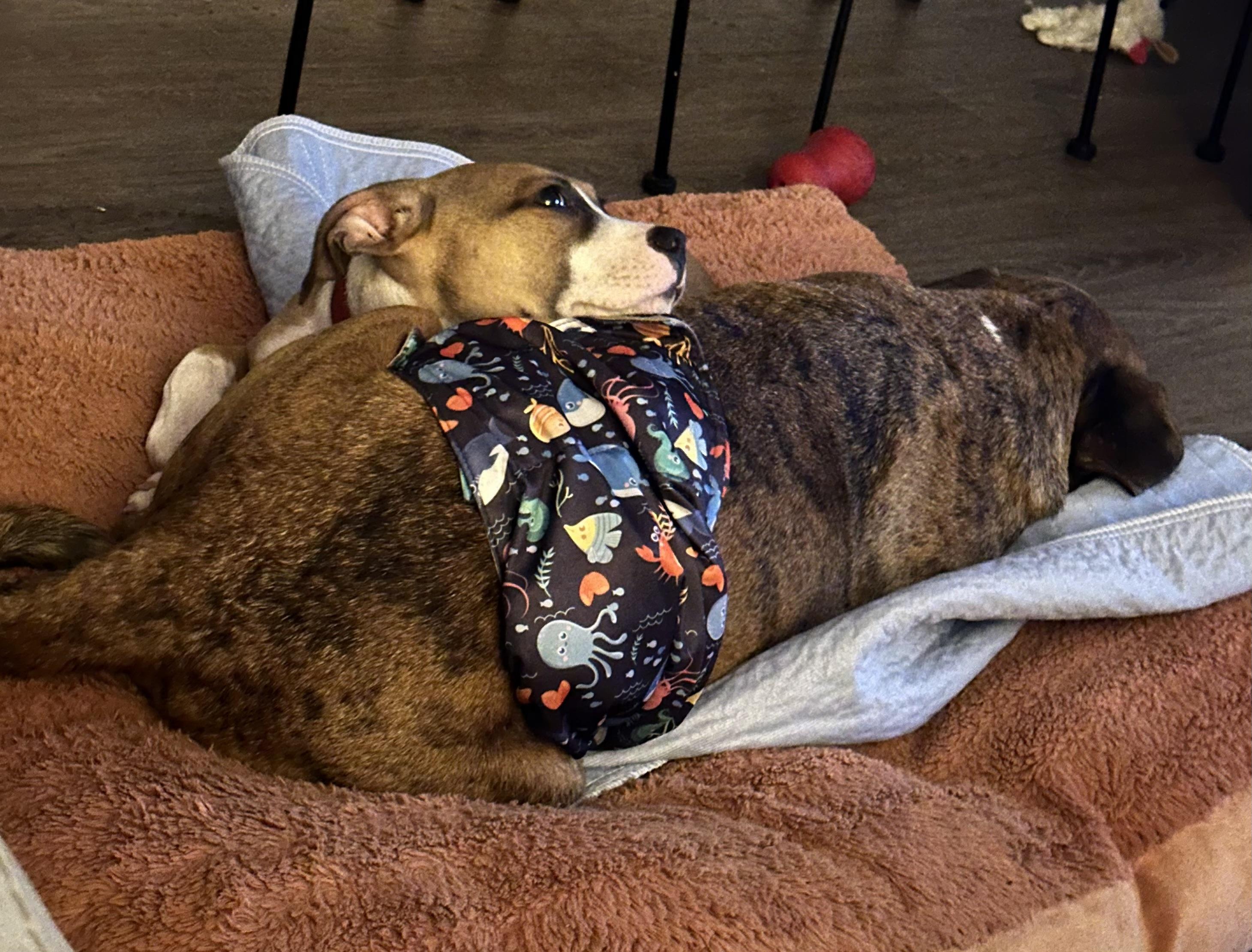 Enlarge Barkley, a Adopted mixed breed in pensacola, FL image 3/6