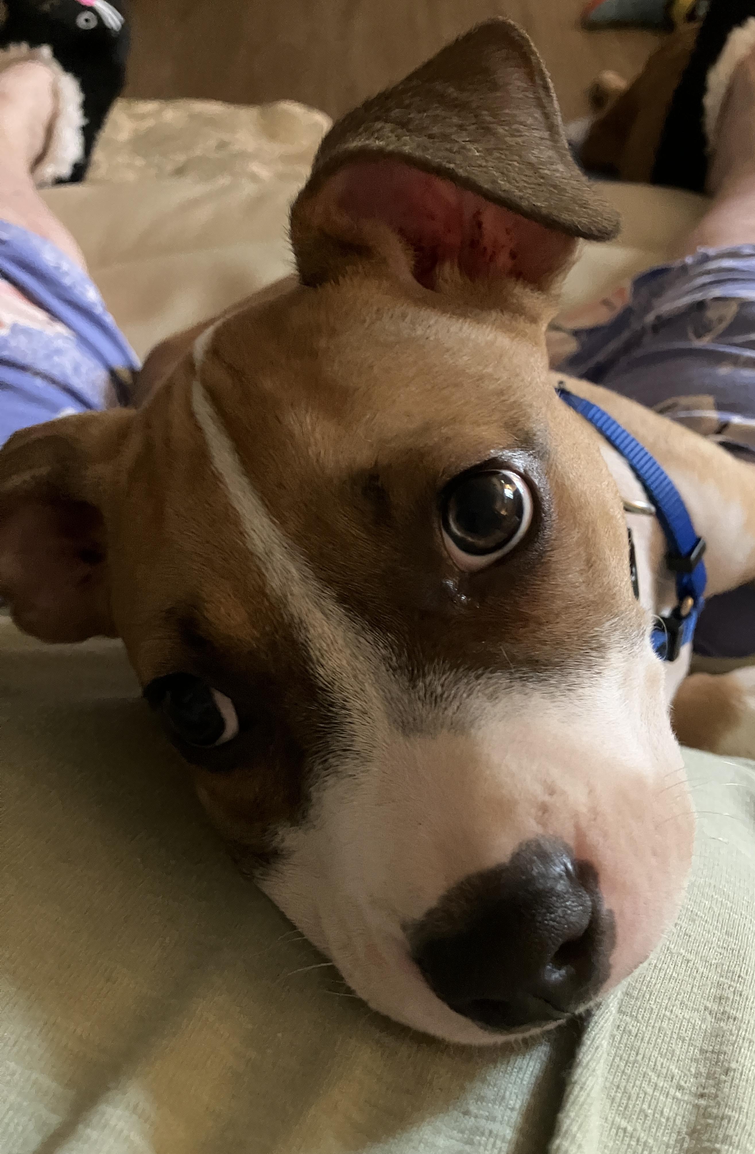 Enlarge Barkley, a Adopted mixed breed in pensacola, FL image 5/6
