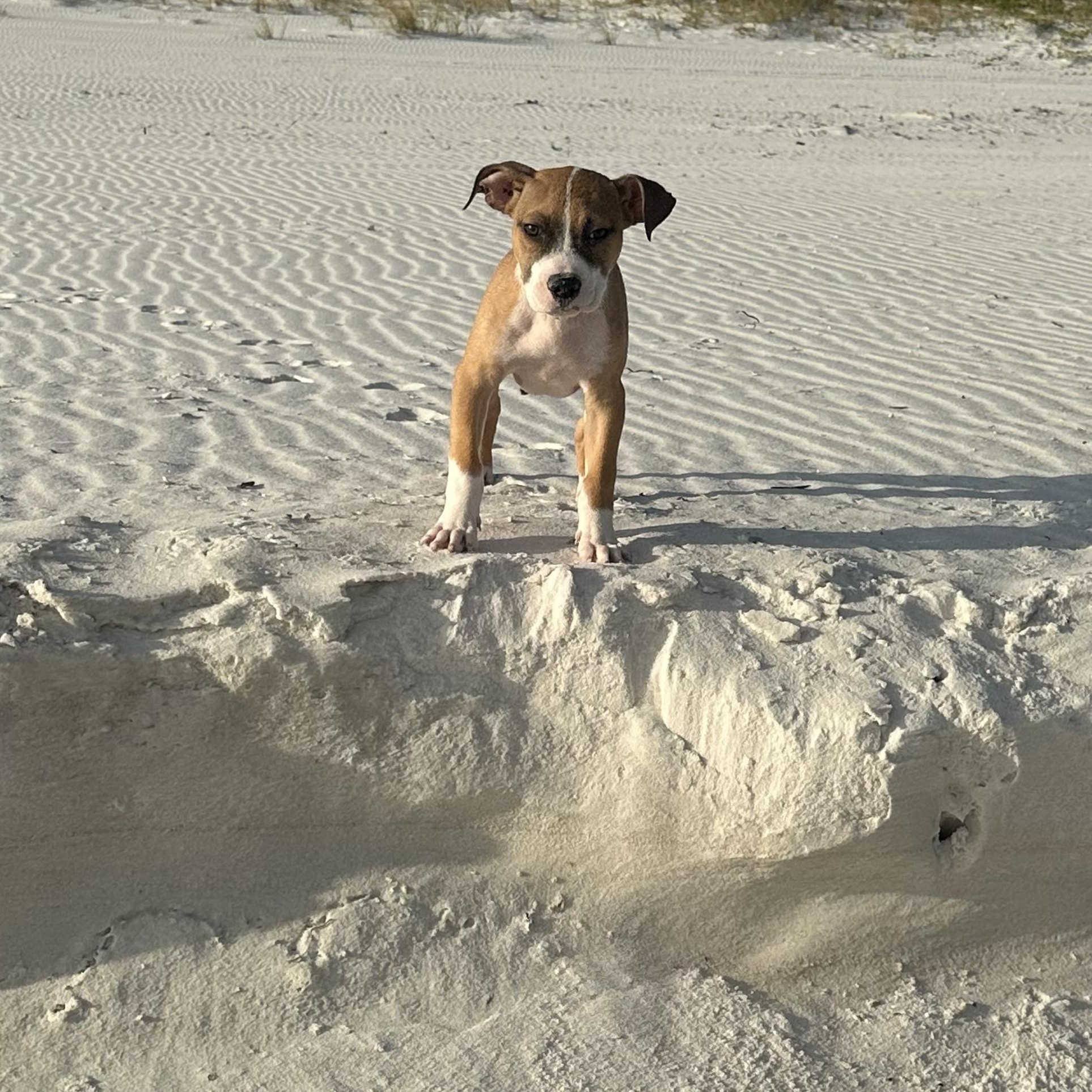 Enlarge Barkley, a Adopted mixed breed in pensacola, FL image 1/6