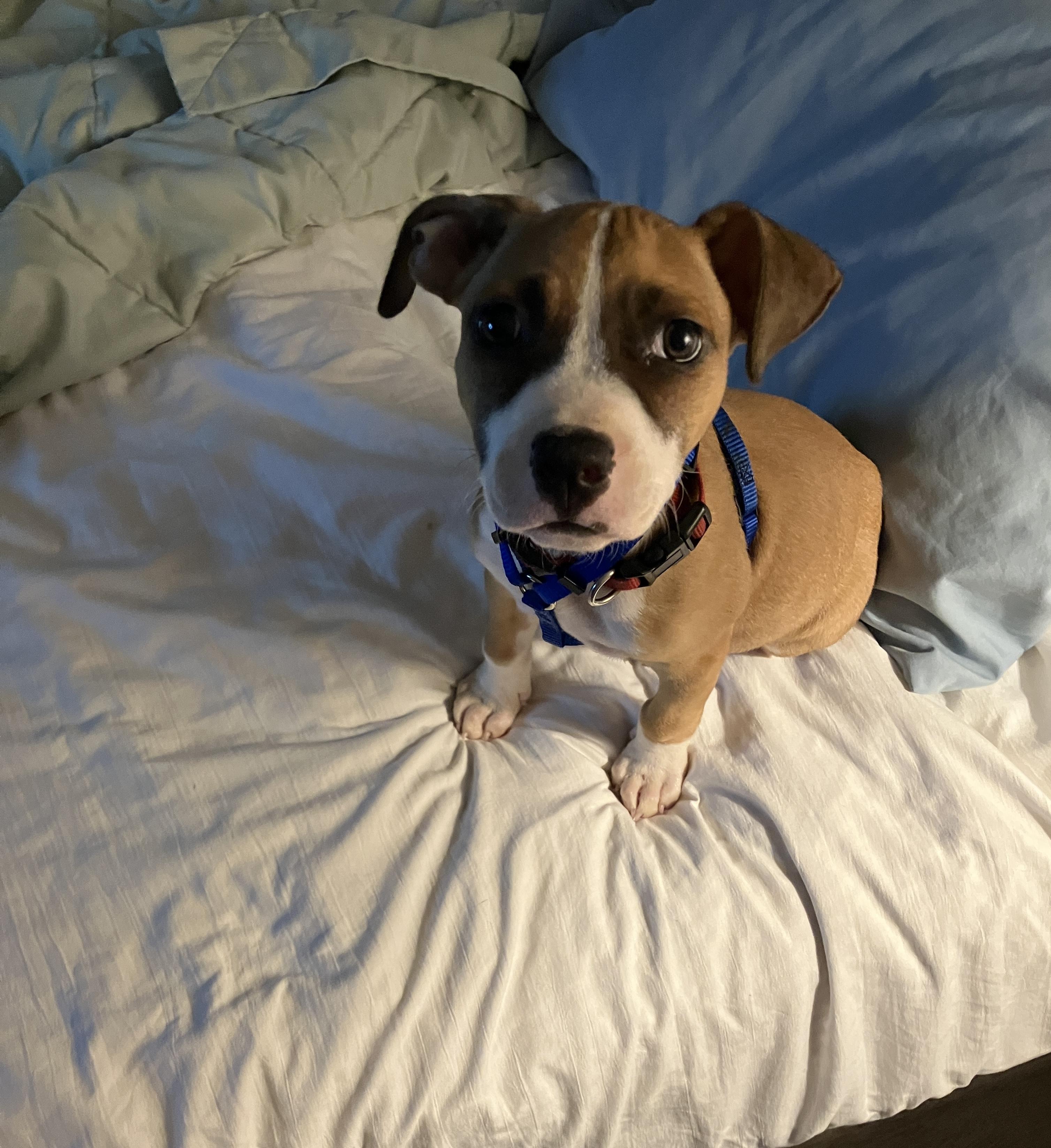 Enlarge Barkley, a Adopted mixed breed in pensacola, FL image 2/6