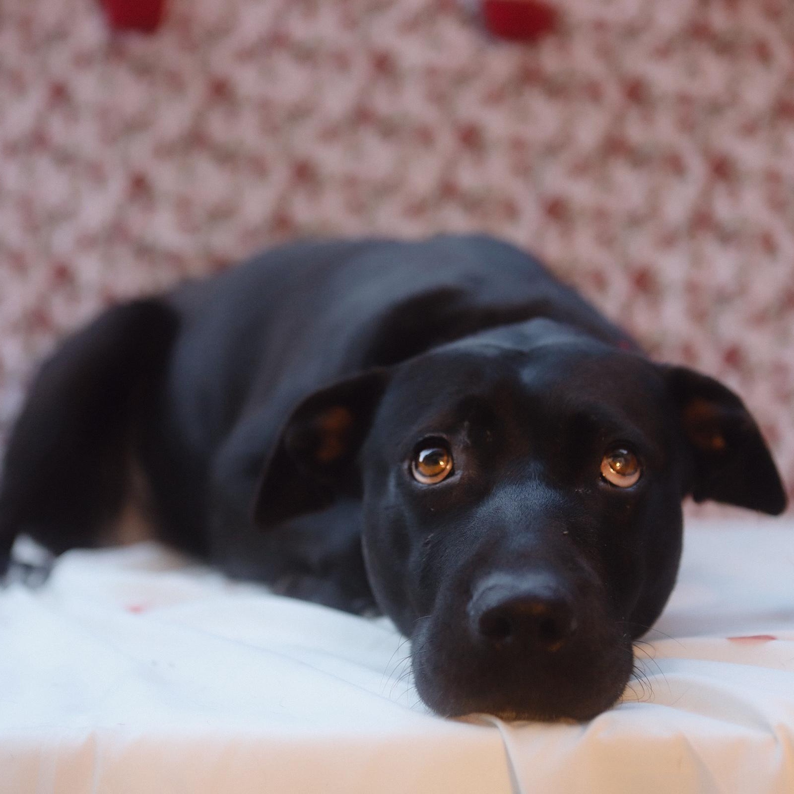 Enlarge Luna, a Adoptable Mixed Breed in San Juan, PR image 1/6